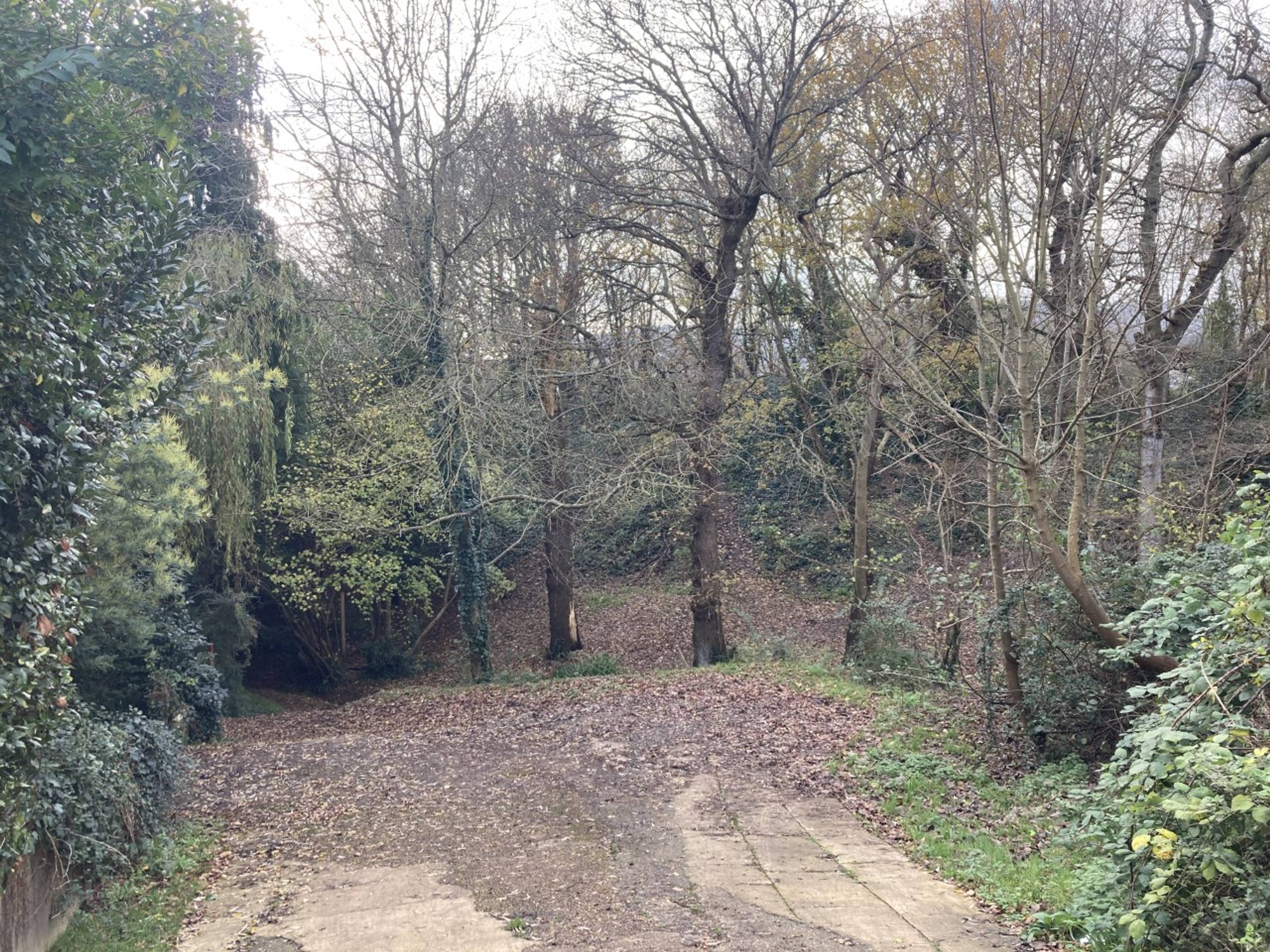 Woodland
