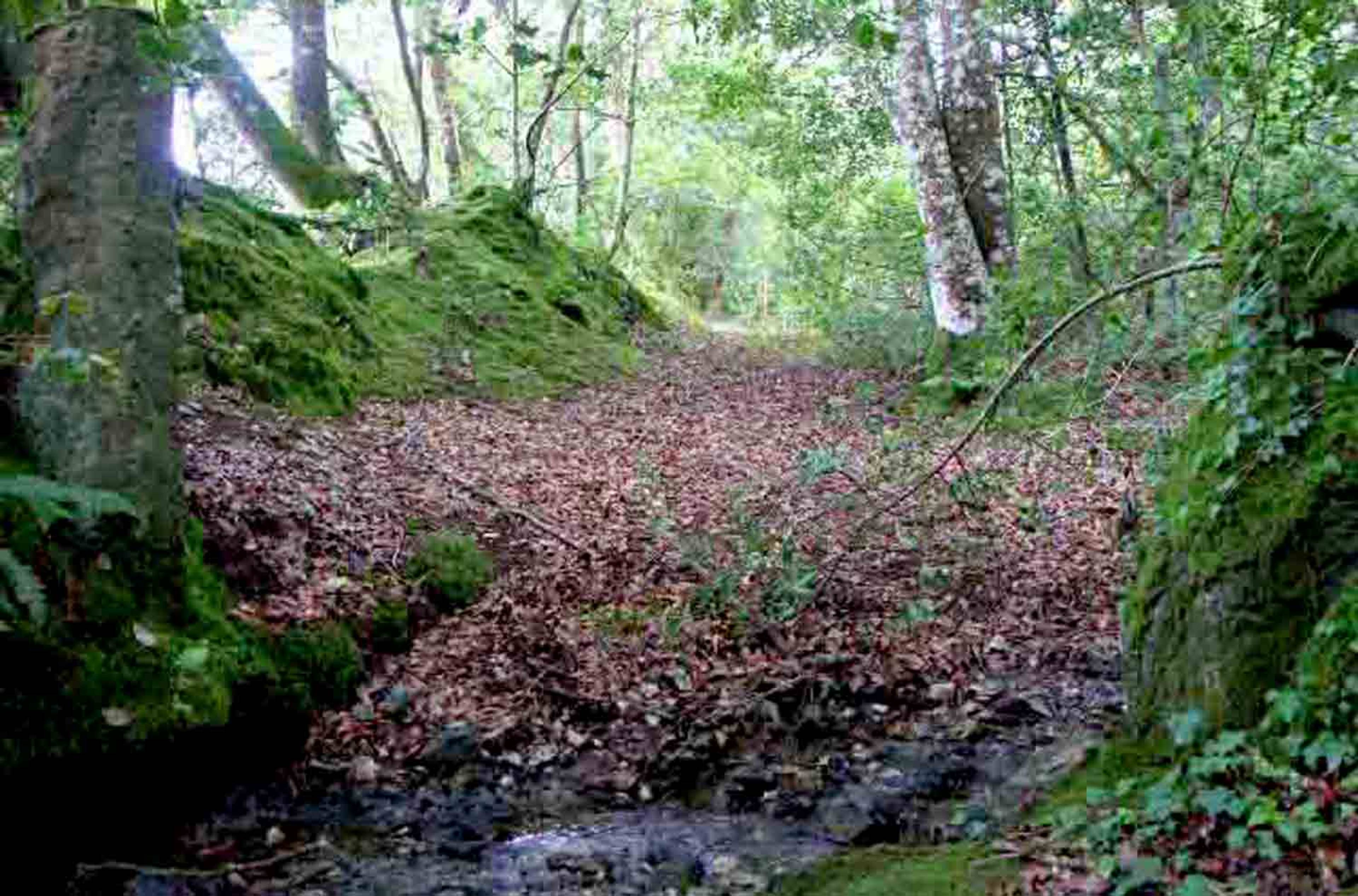 Woodland