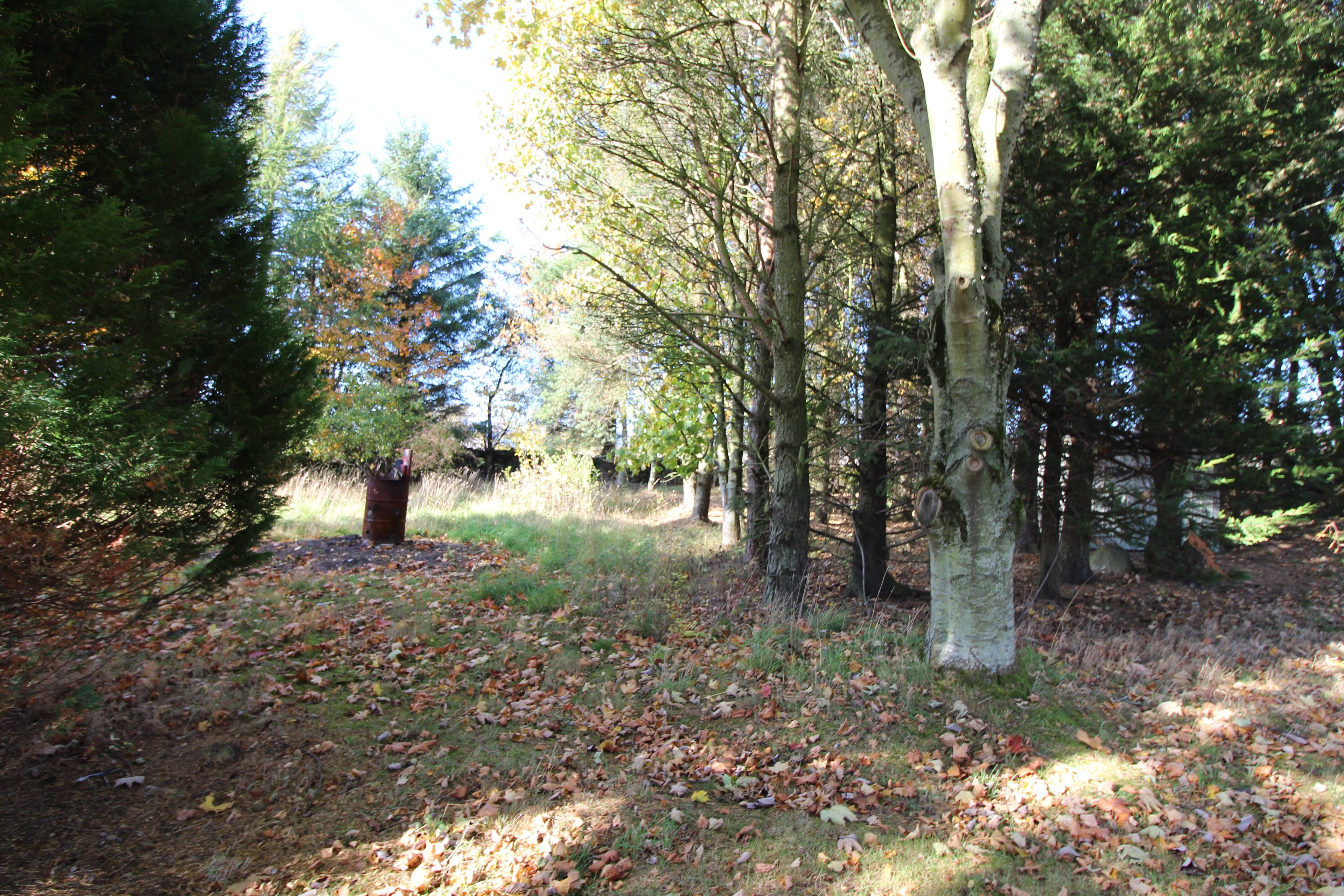 Woodland
