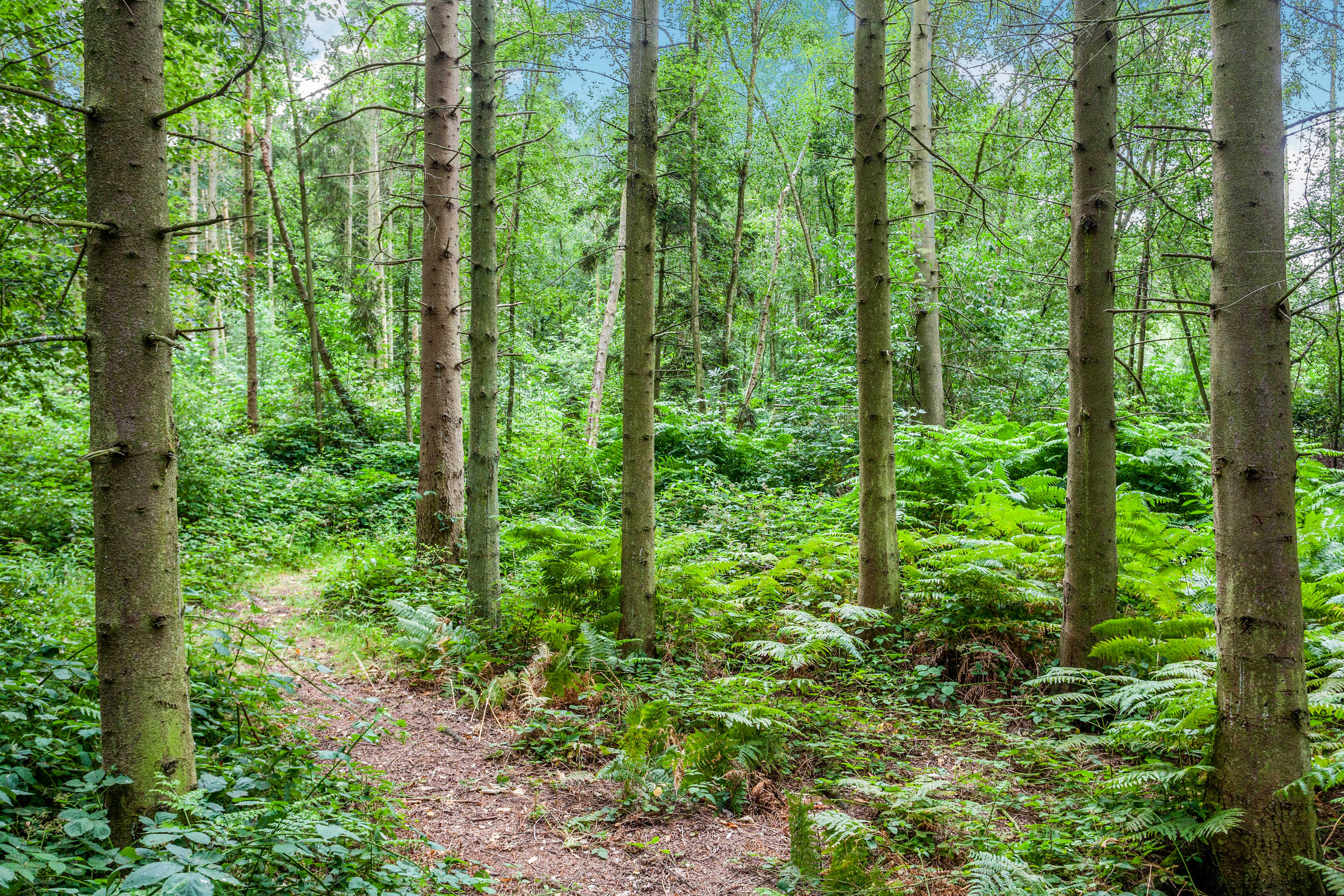 Woodland