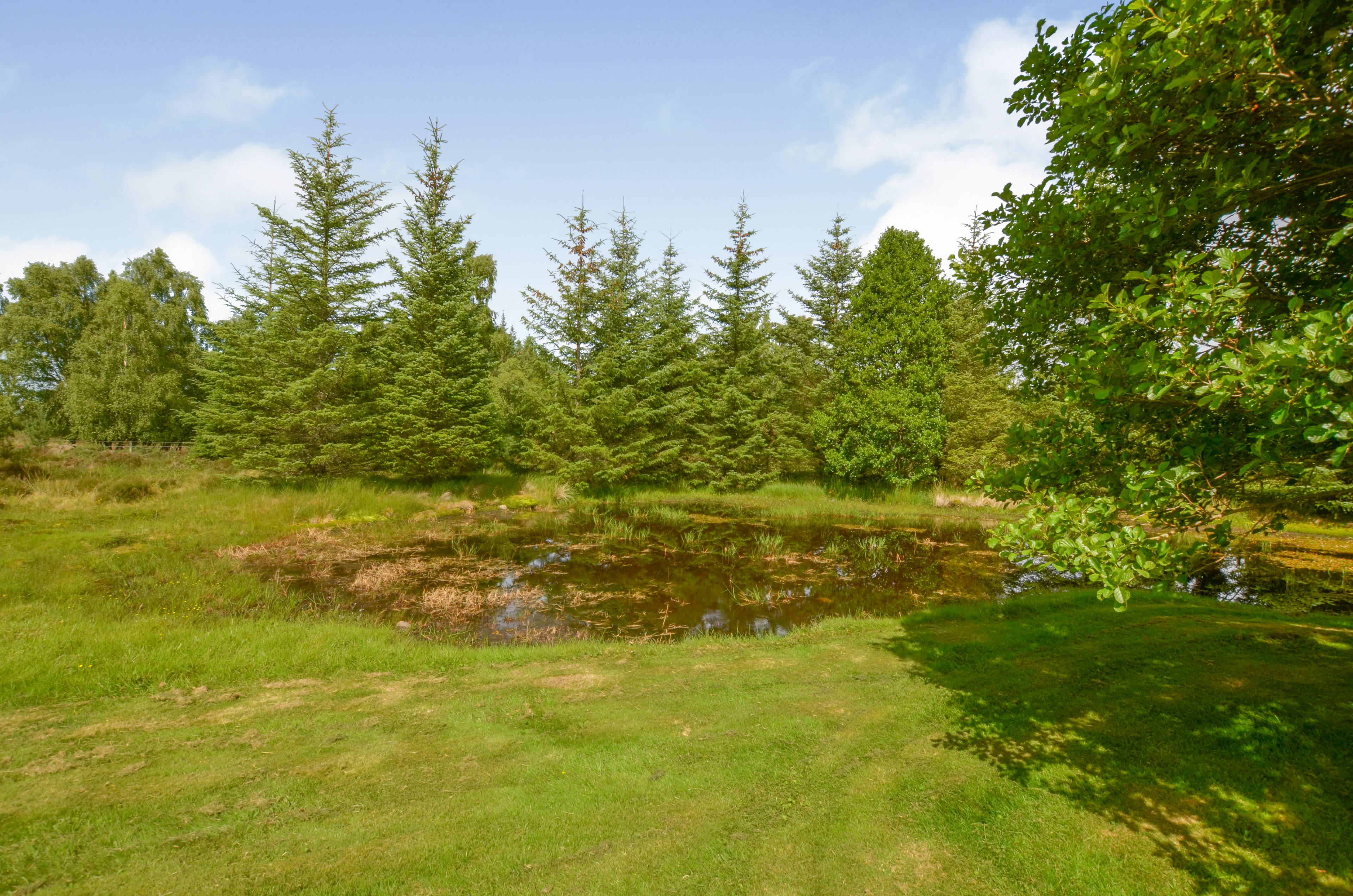 Pond