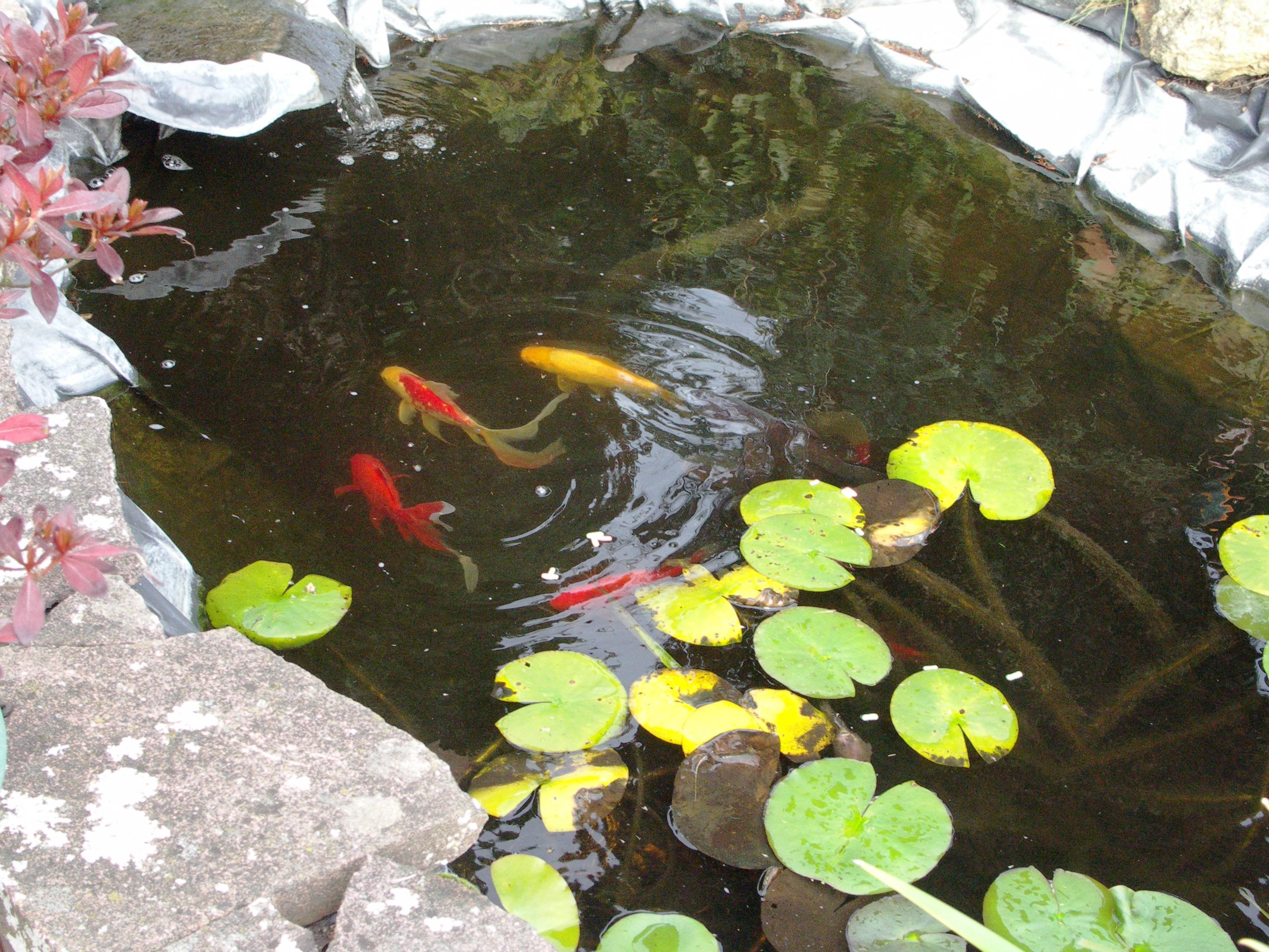 Pond