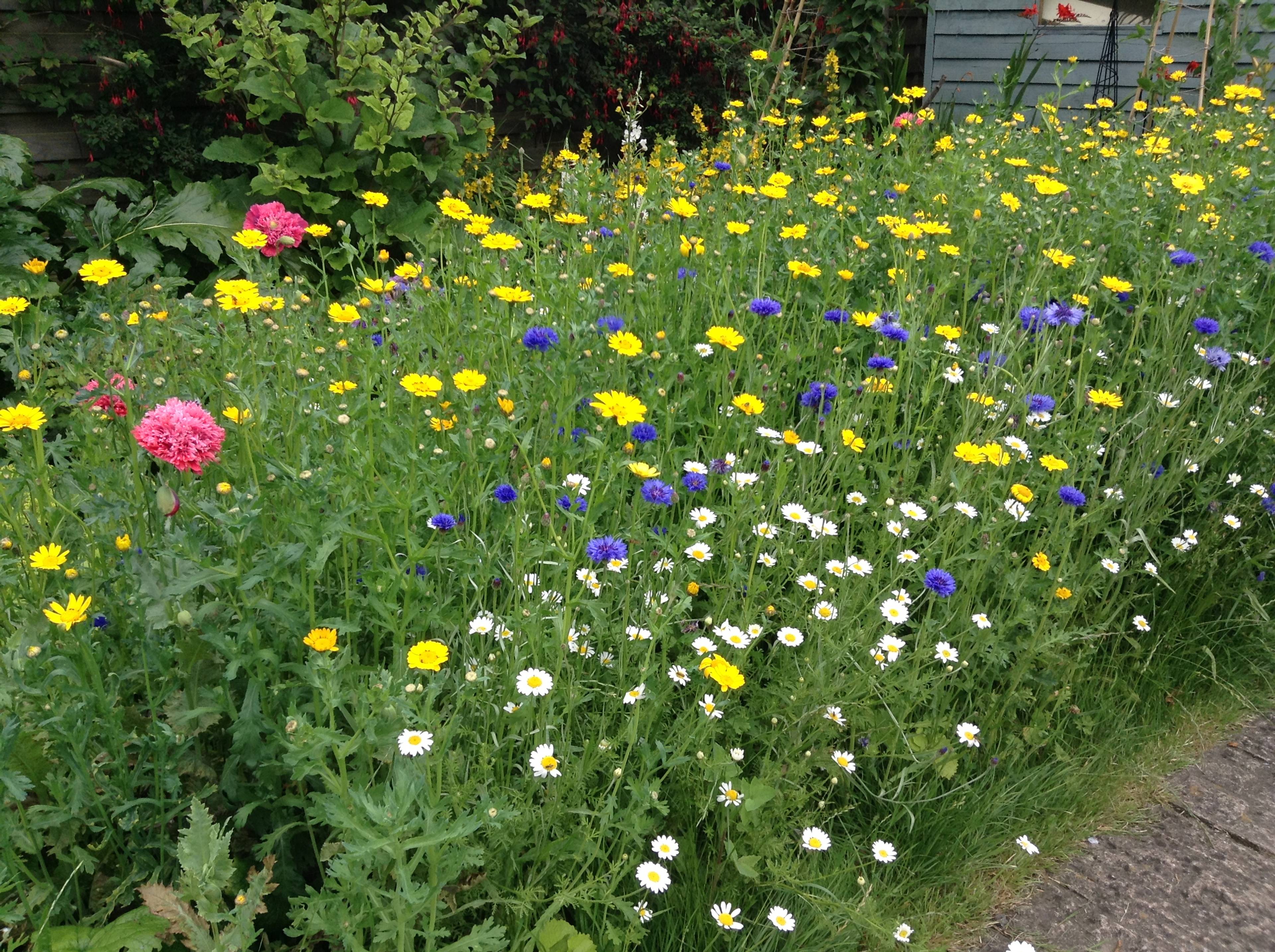 Cottage Garden