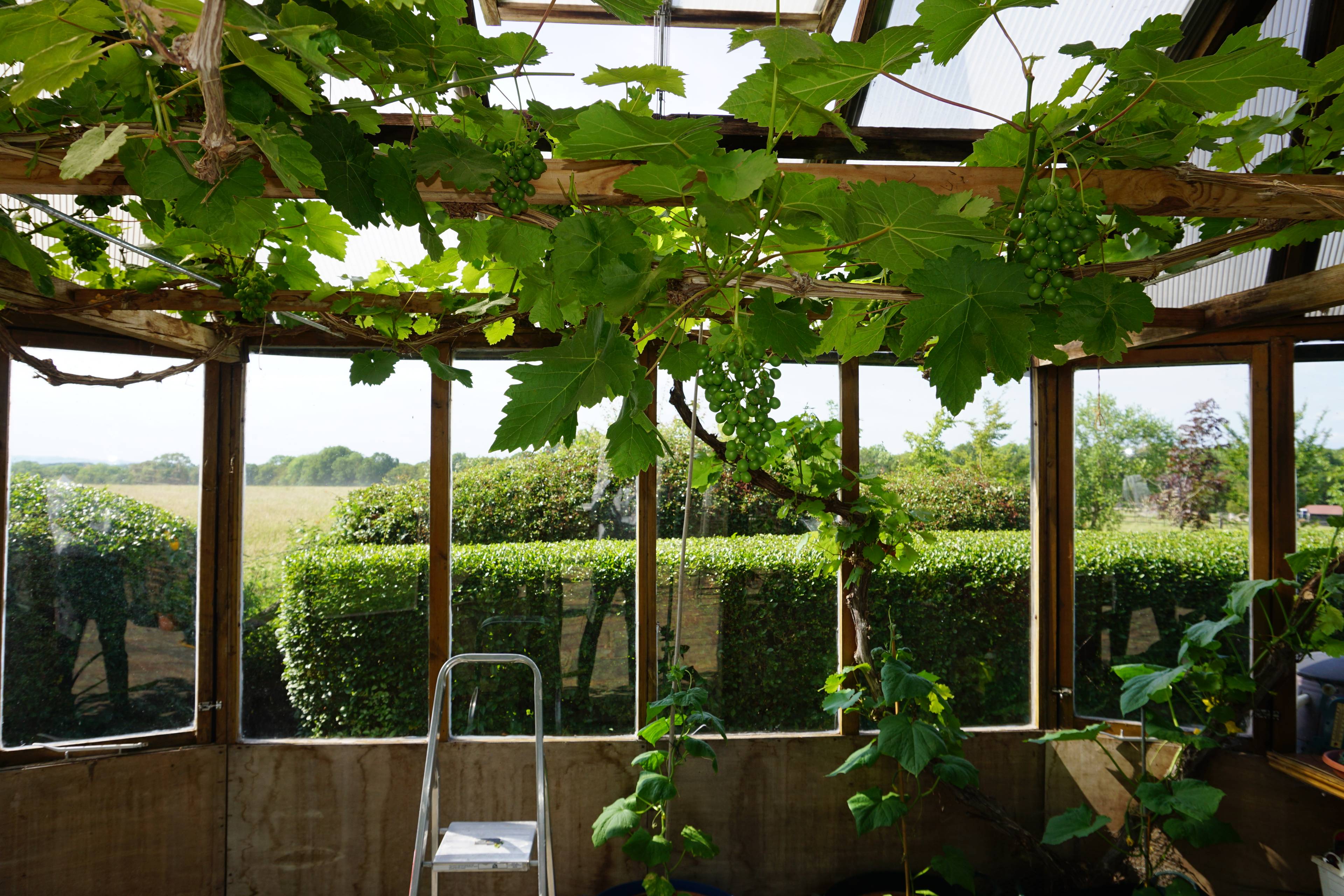 Greenhouse