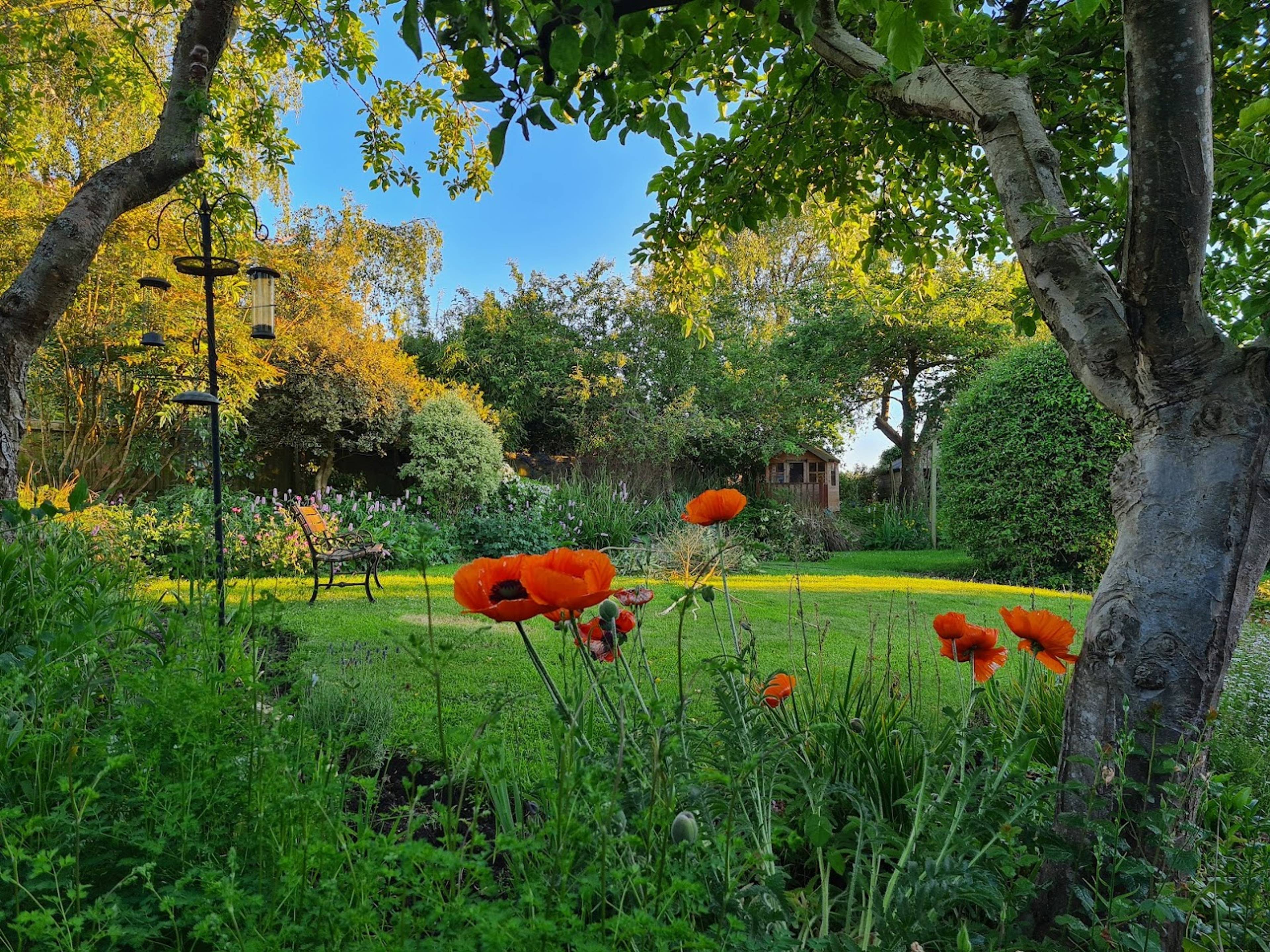 Mature Garden