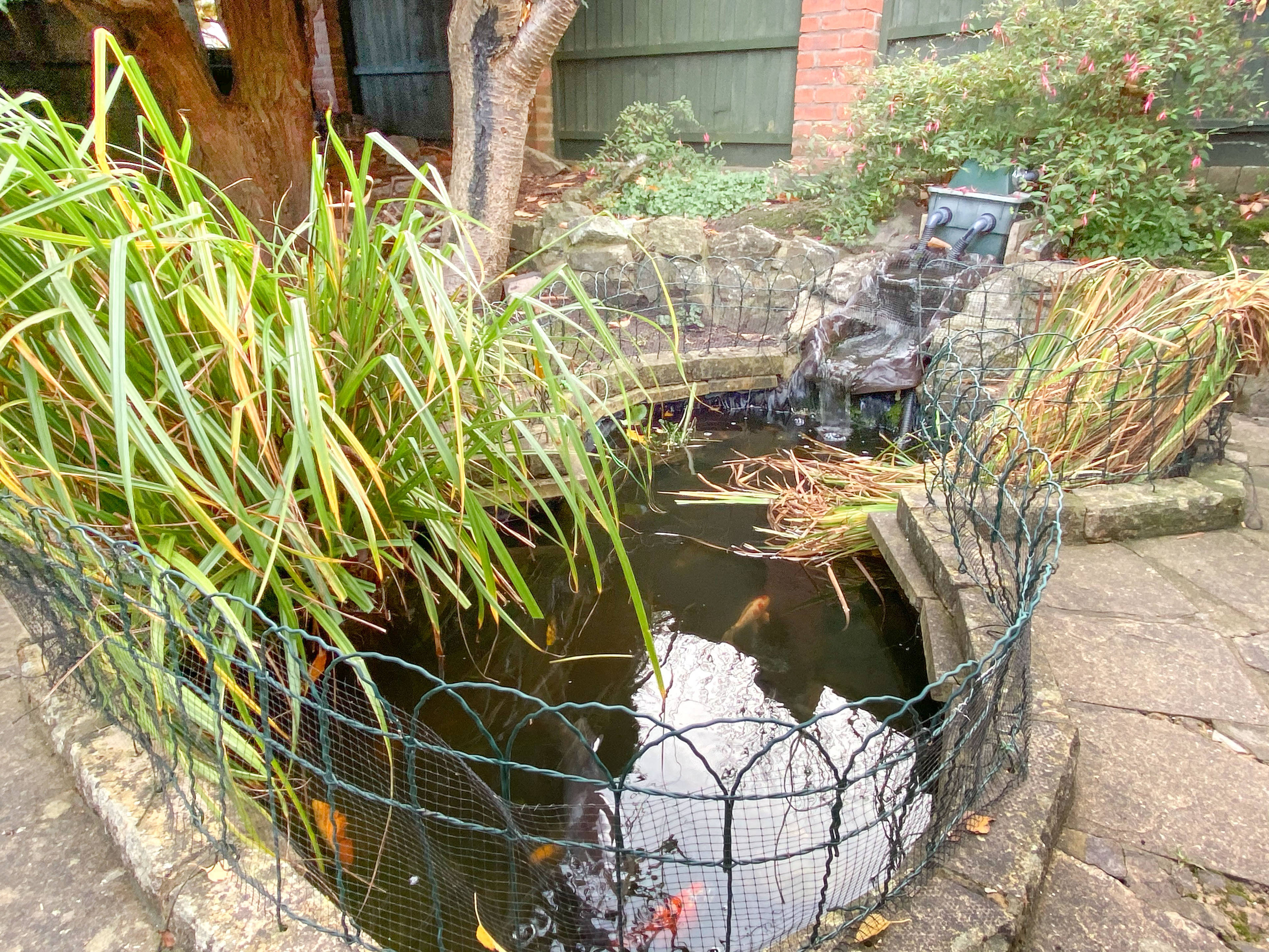 Pond