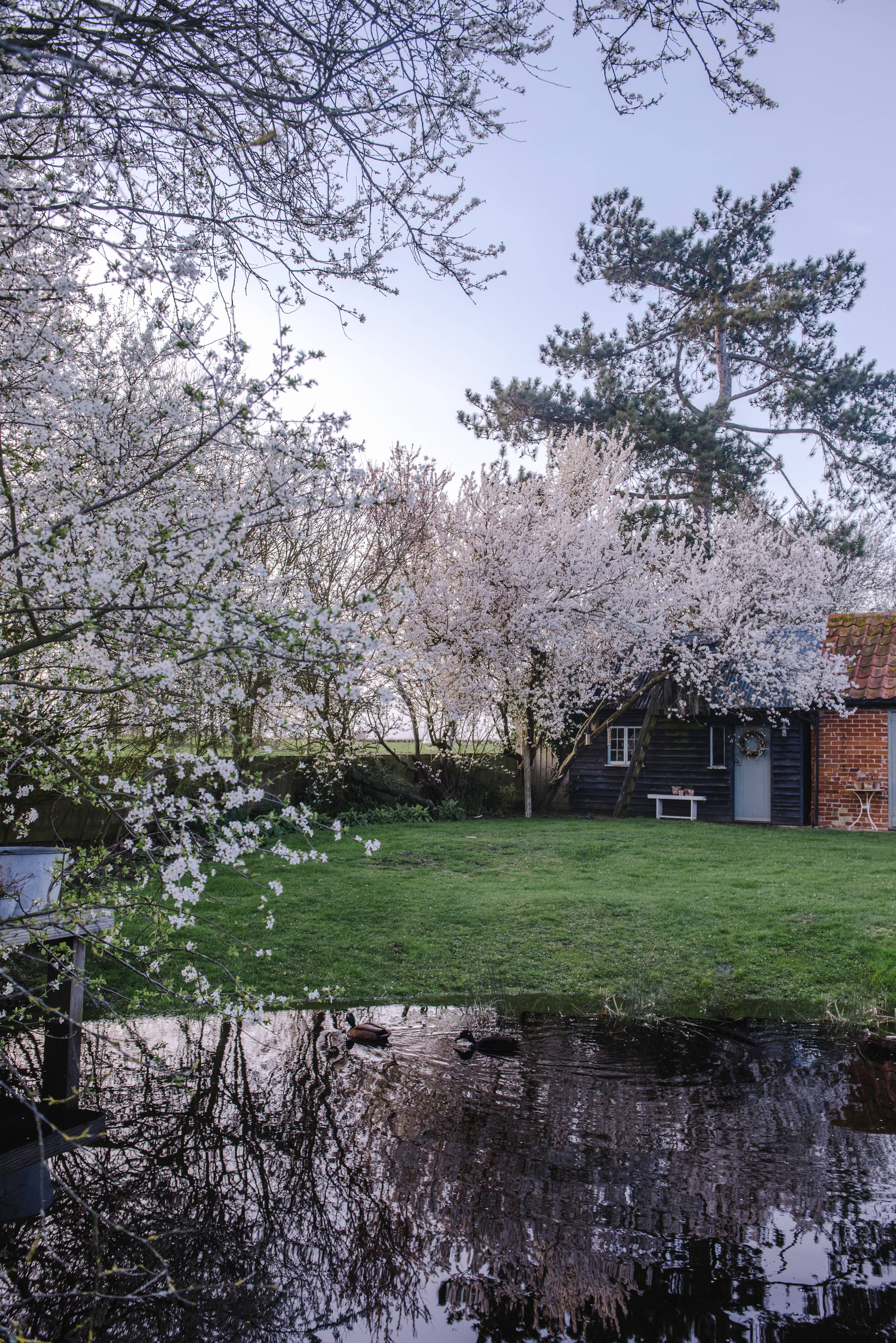 Pond