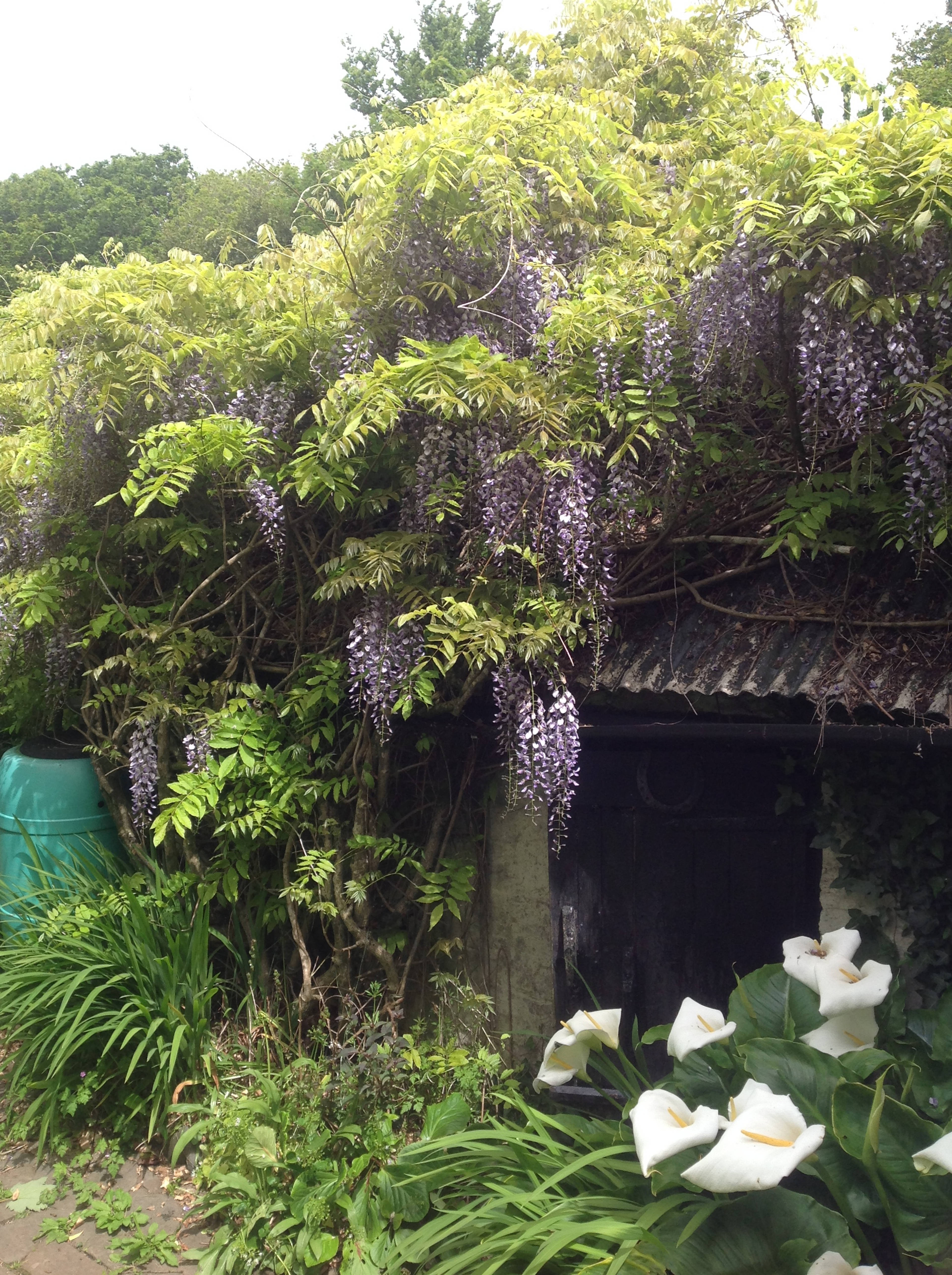 Cottage Garden