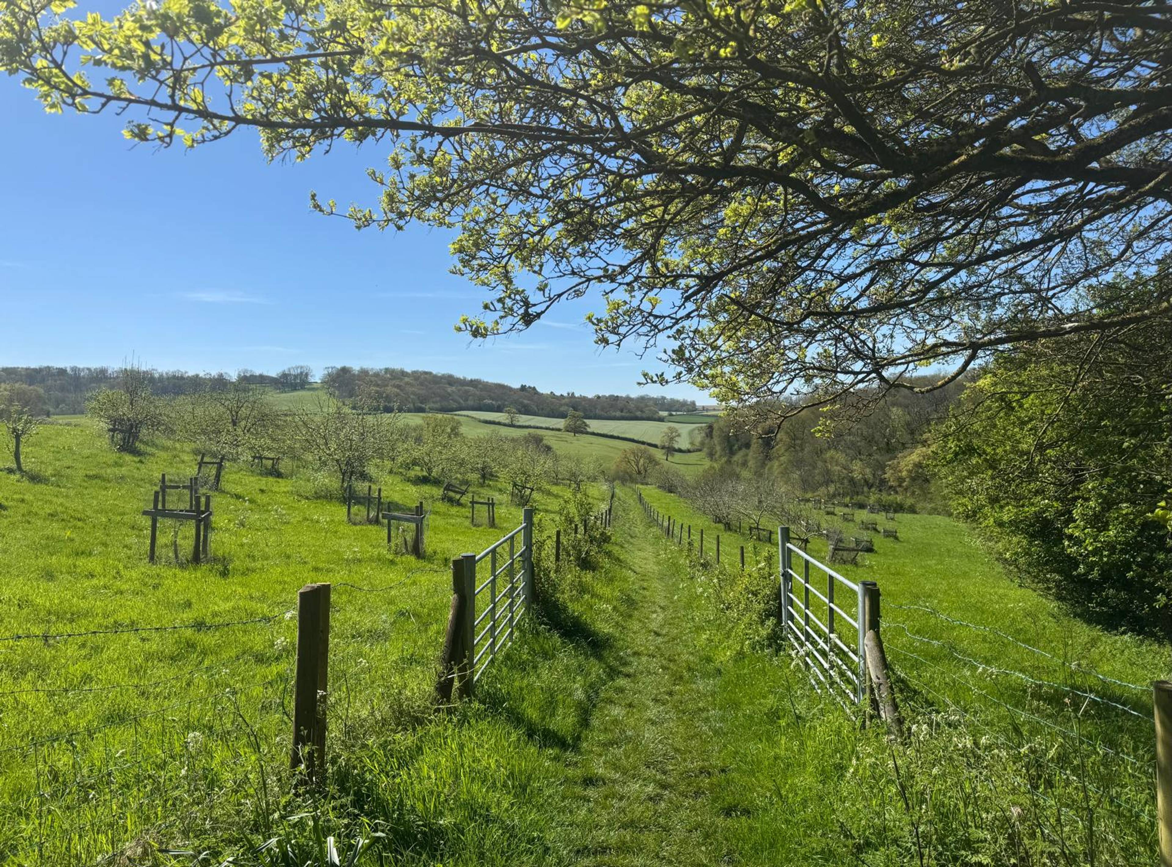 Woodland