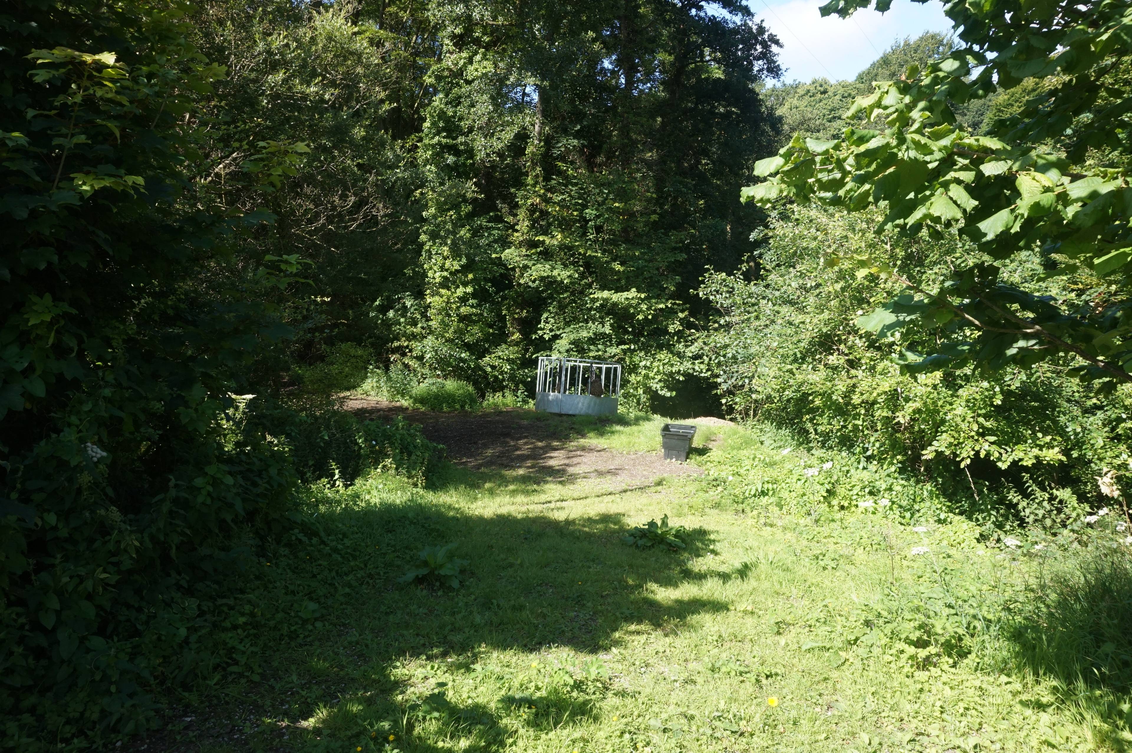 Woodland