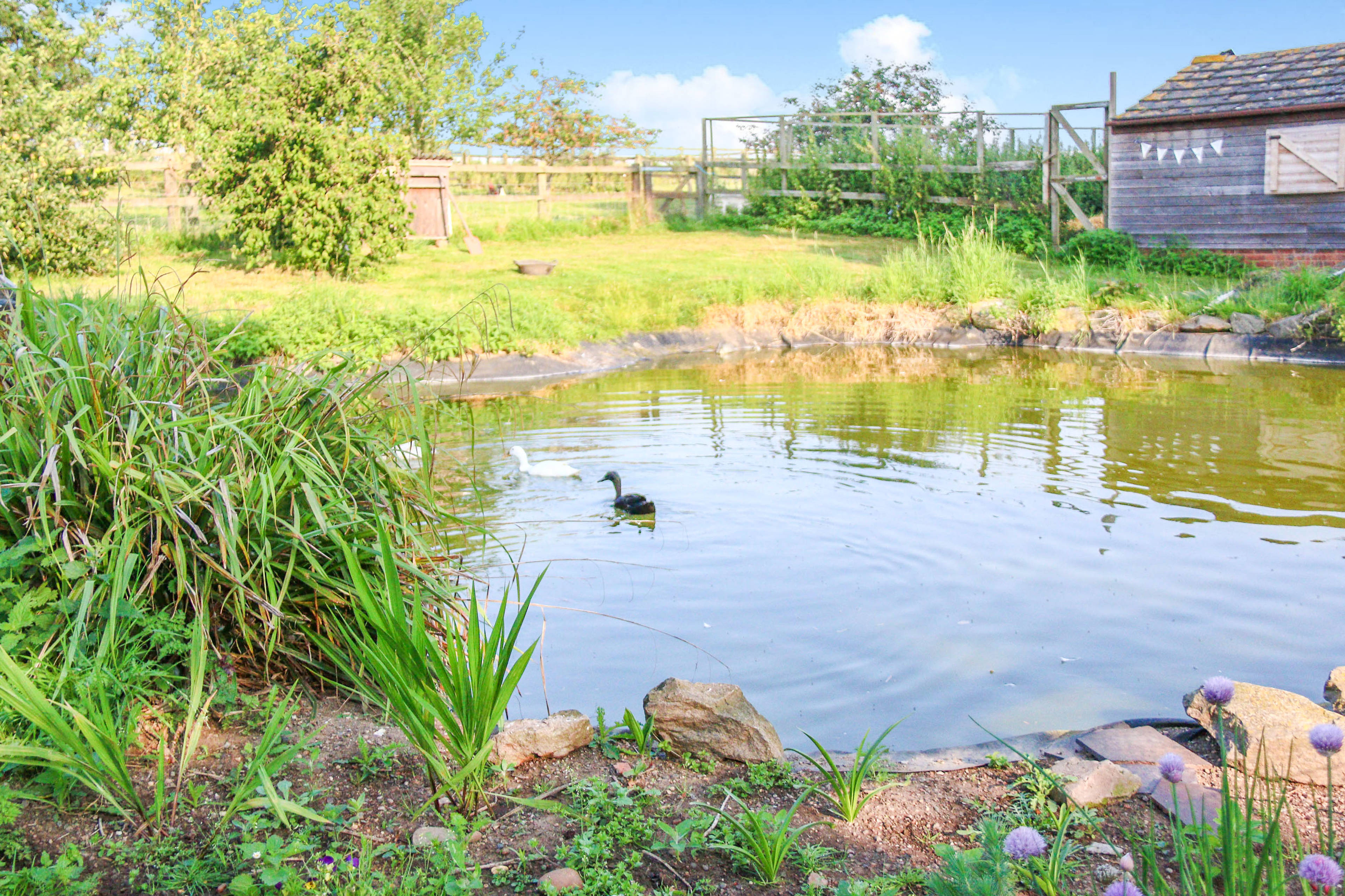 Pond