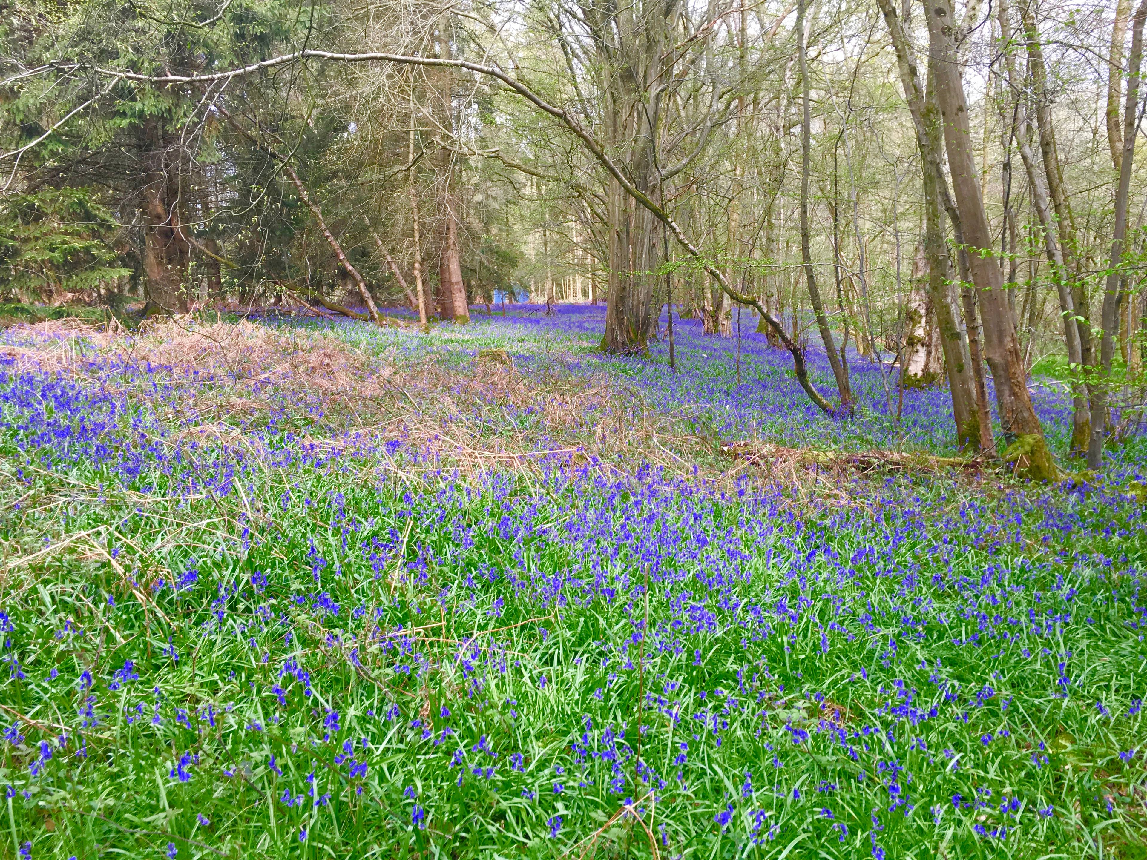 Woodland
