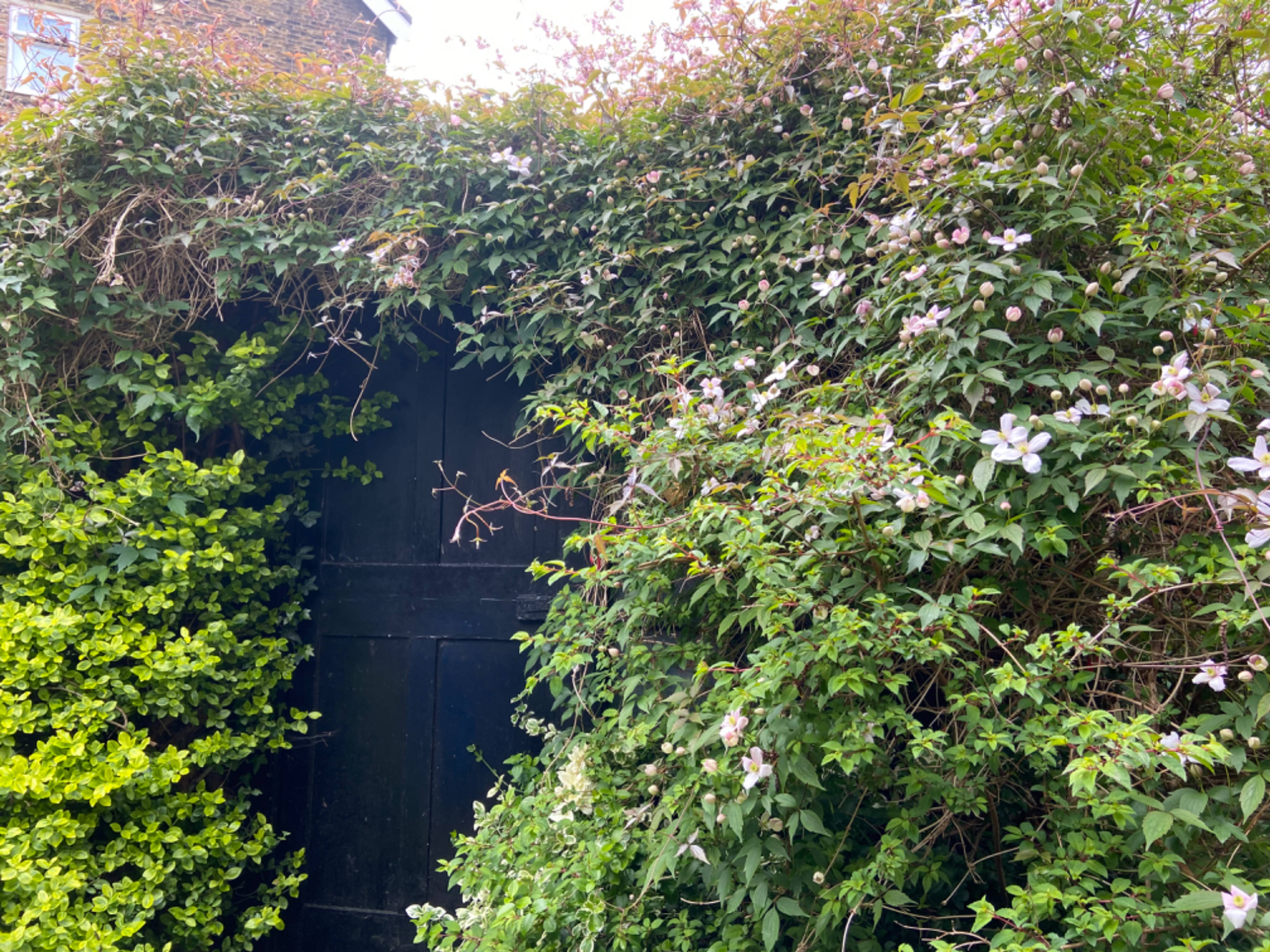 Shed