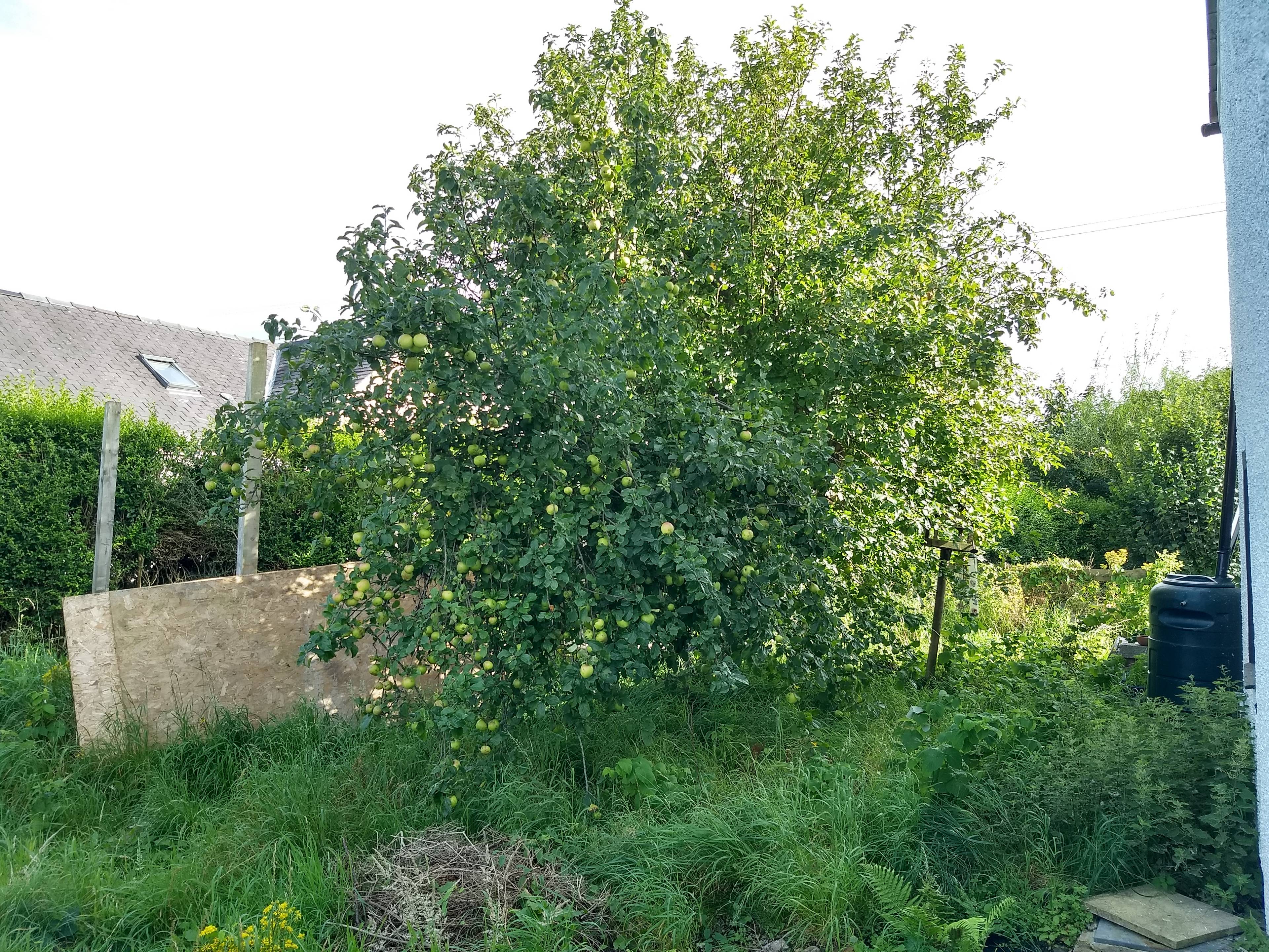 Side Garden