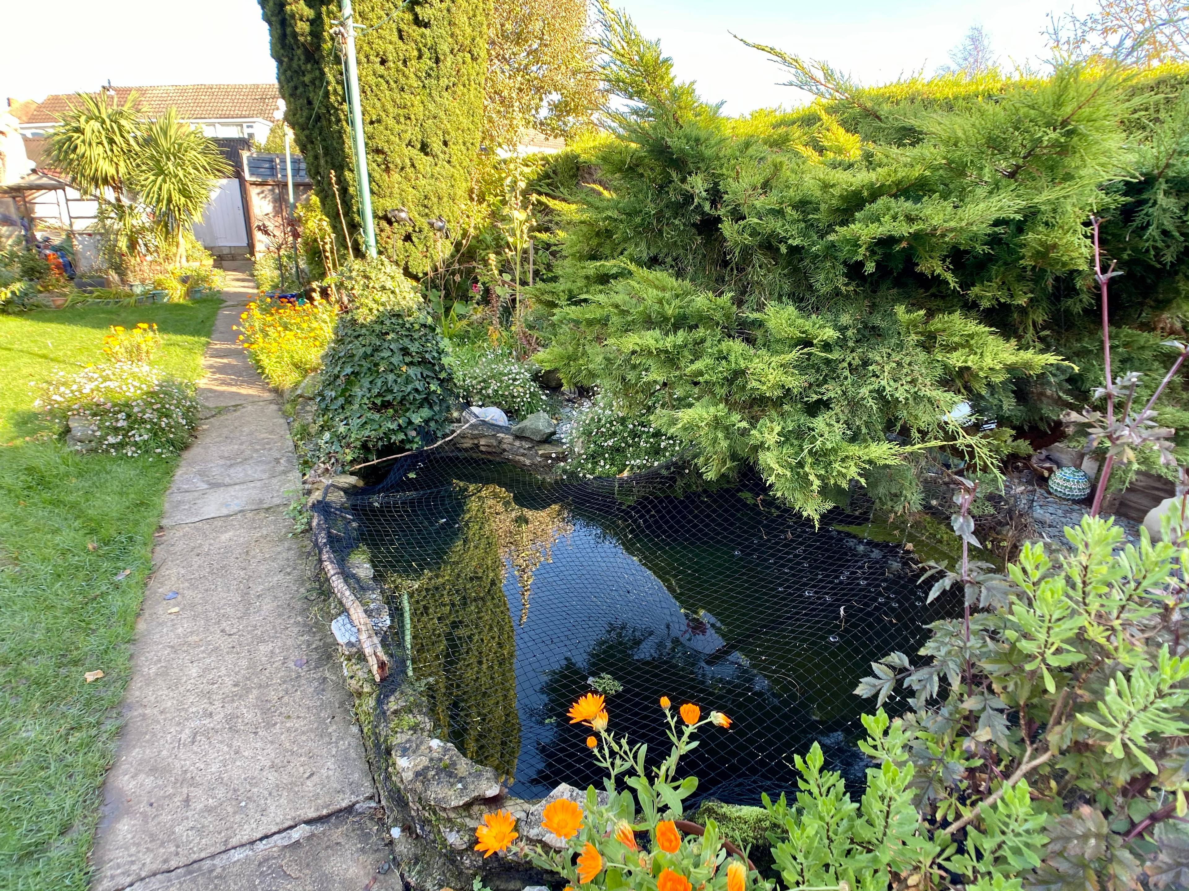 Pond