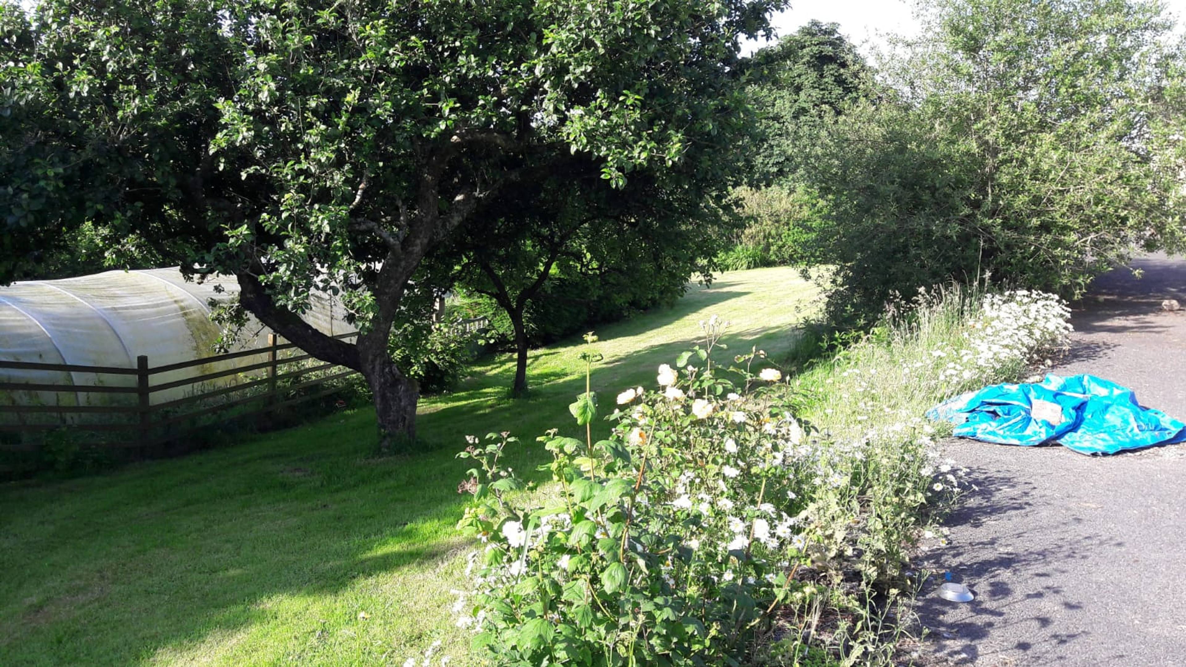 orchard