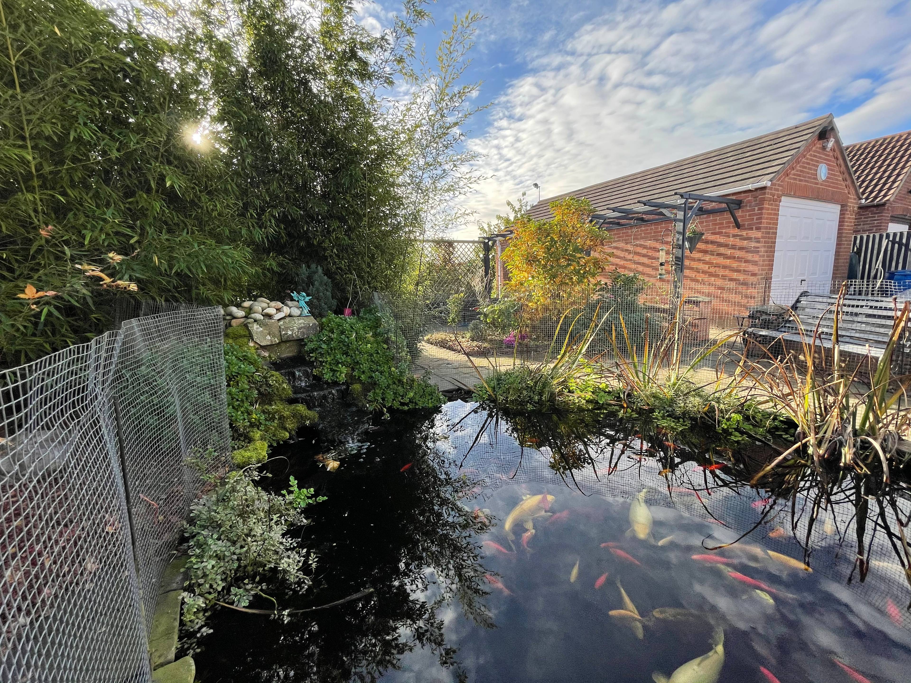 Pond