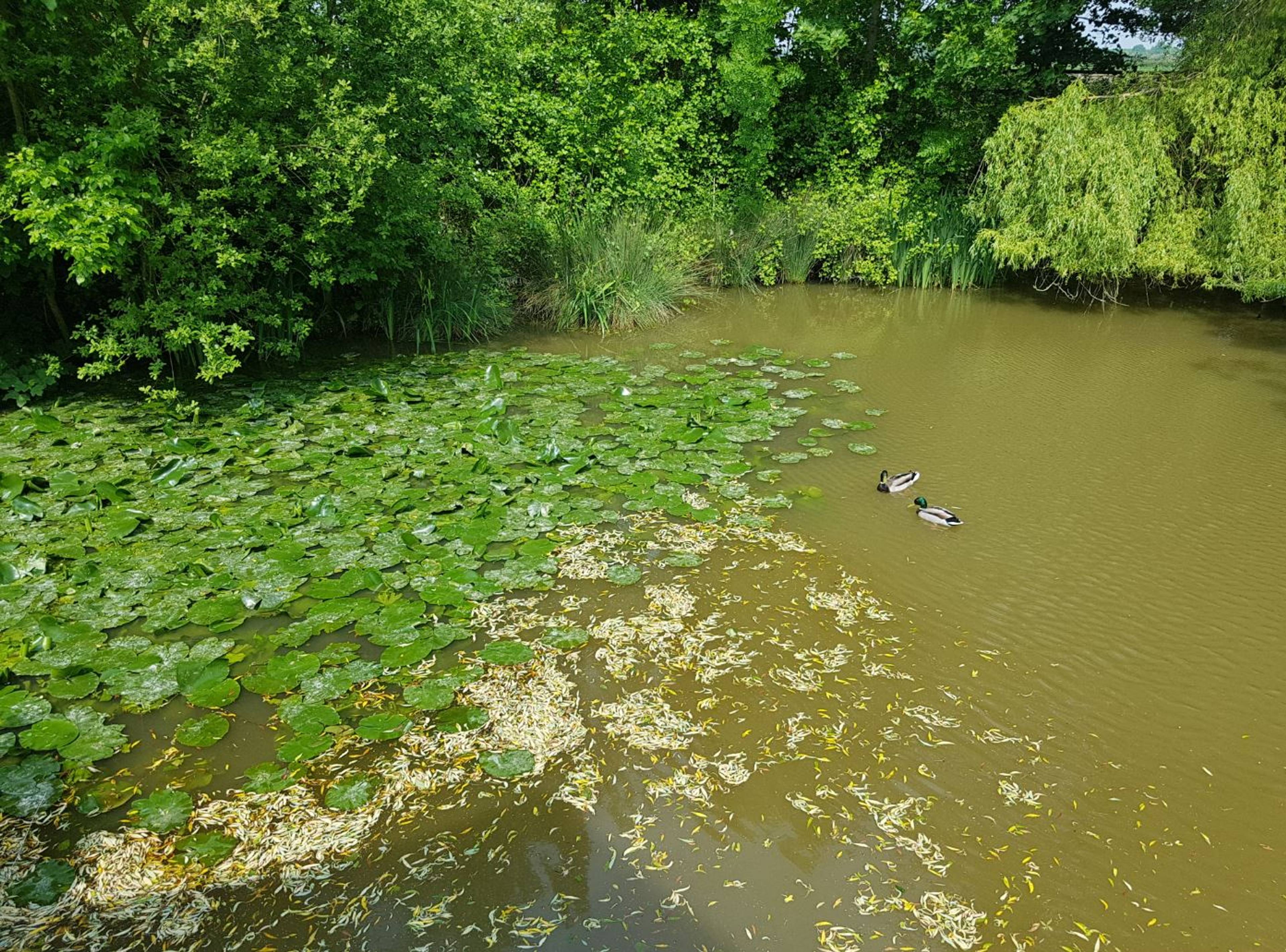 Pond