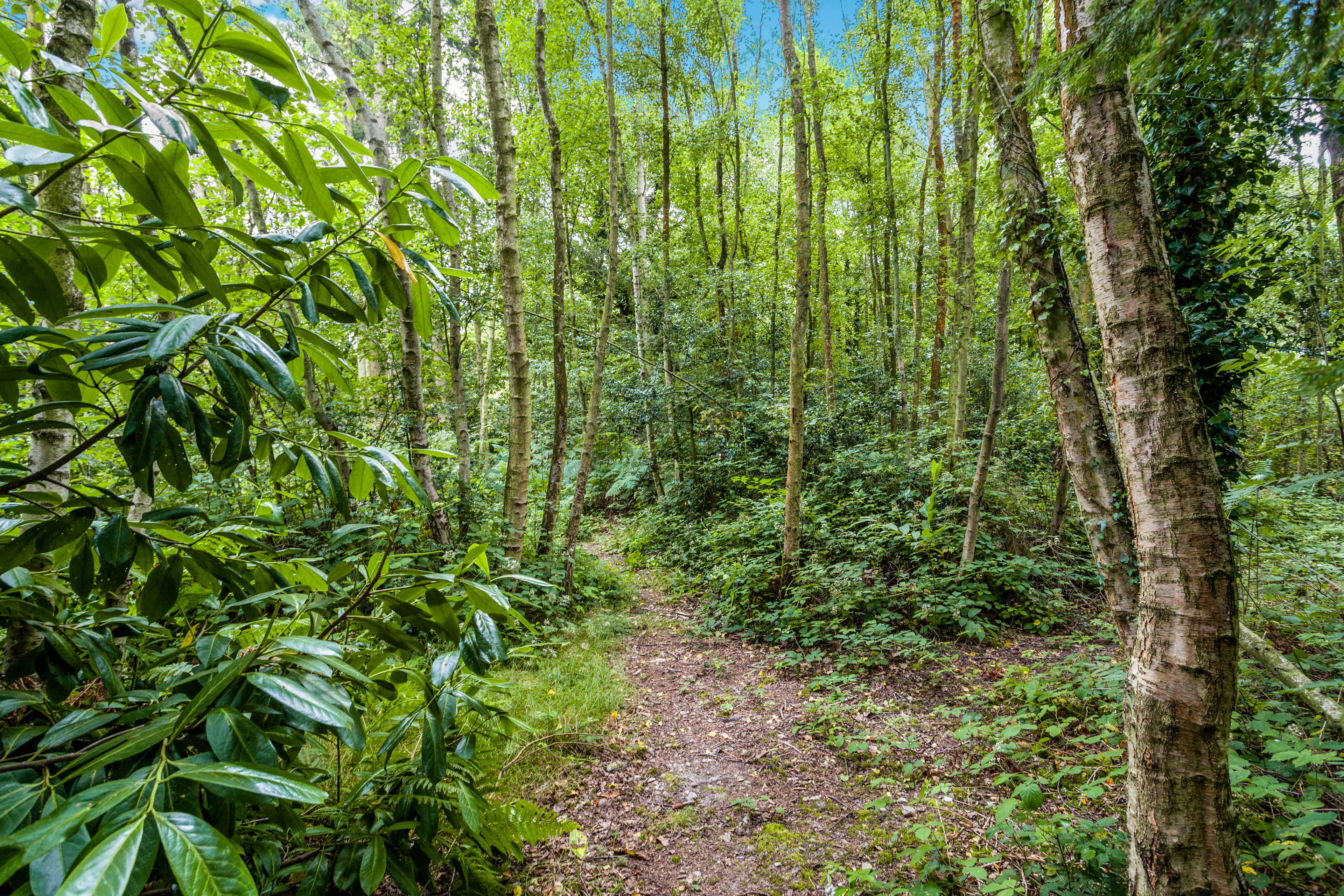 Woodland