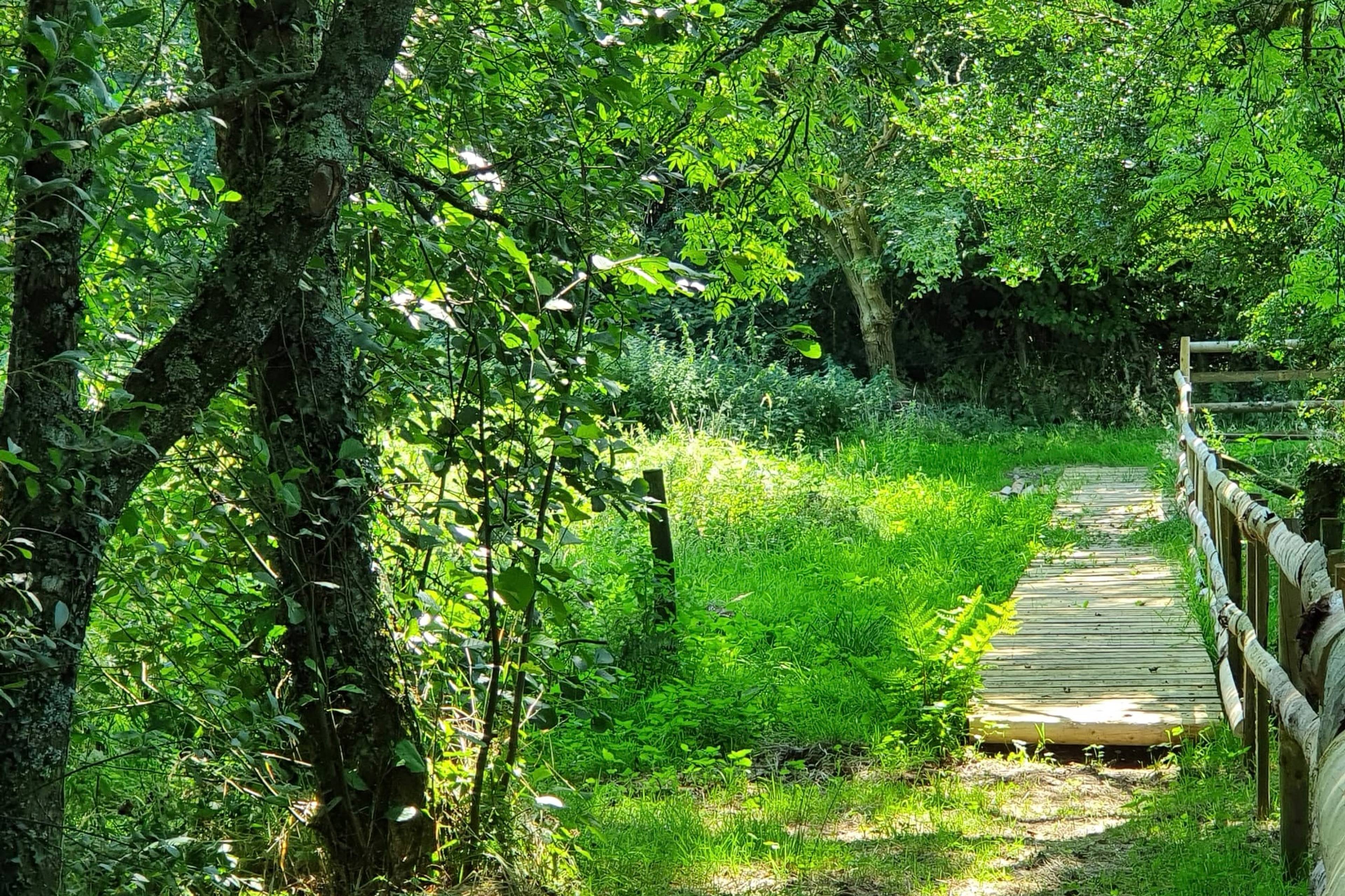 Woodland