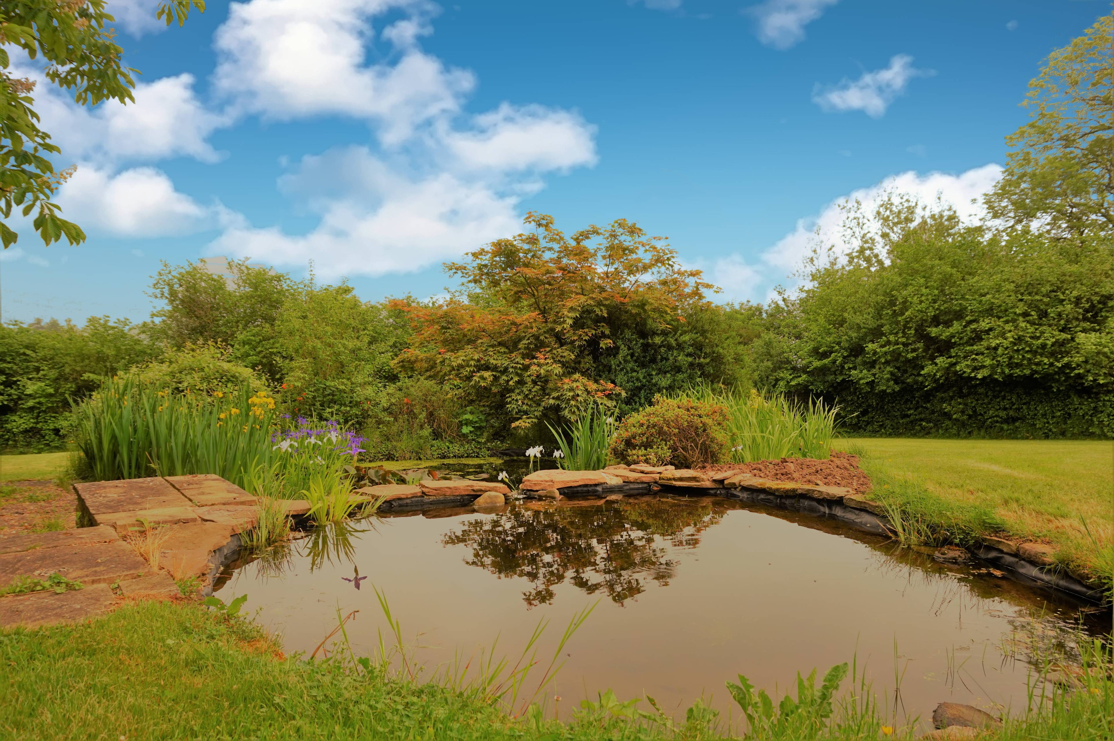 Pond