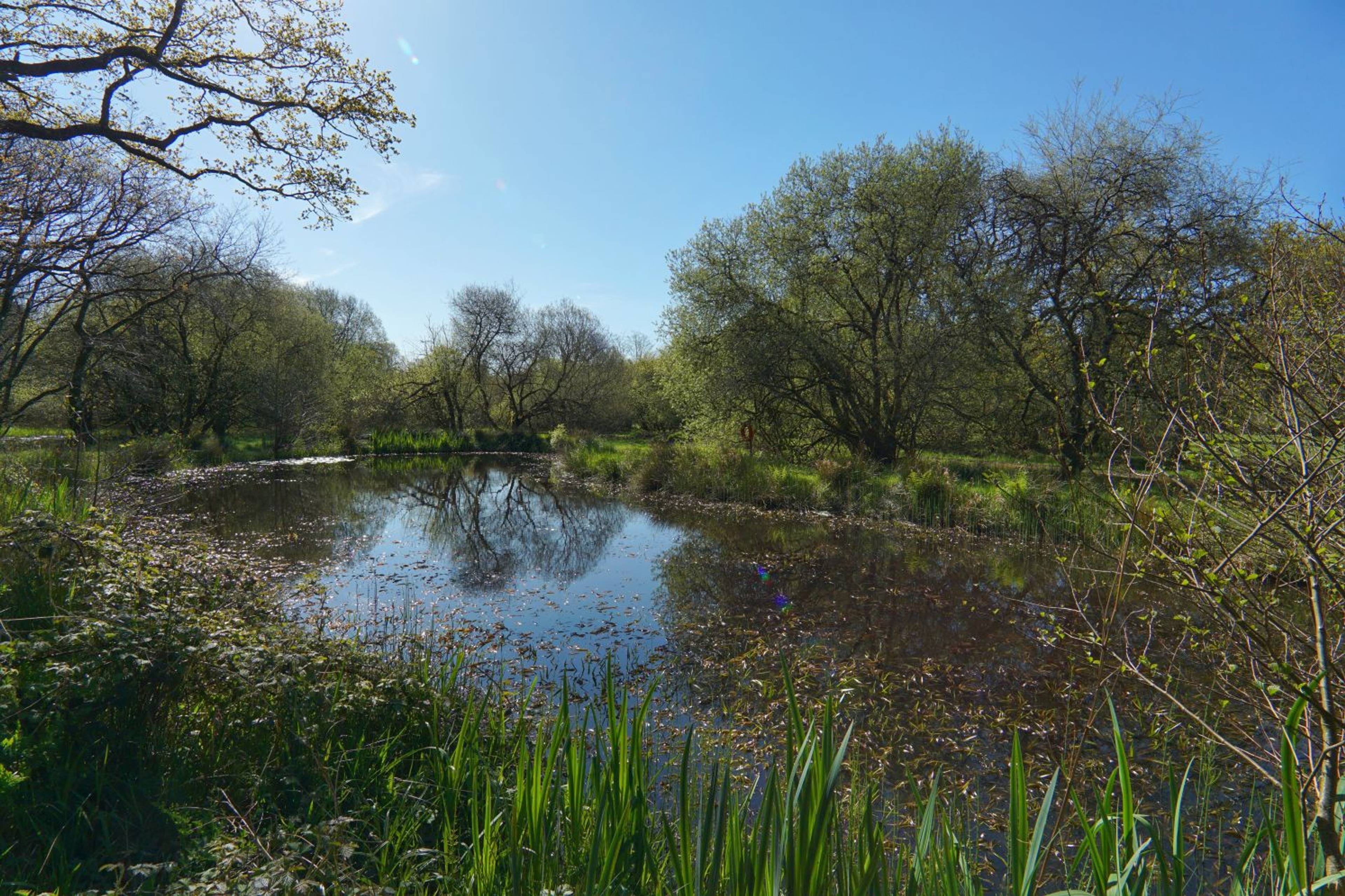 Pond