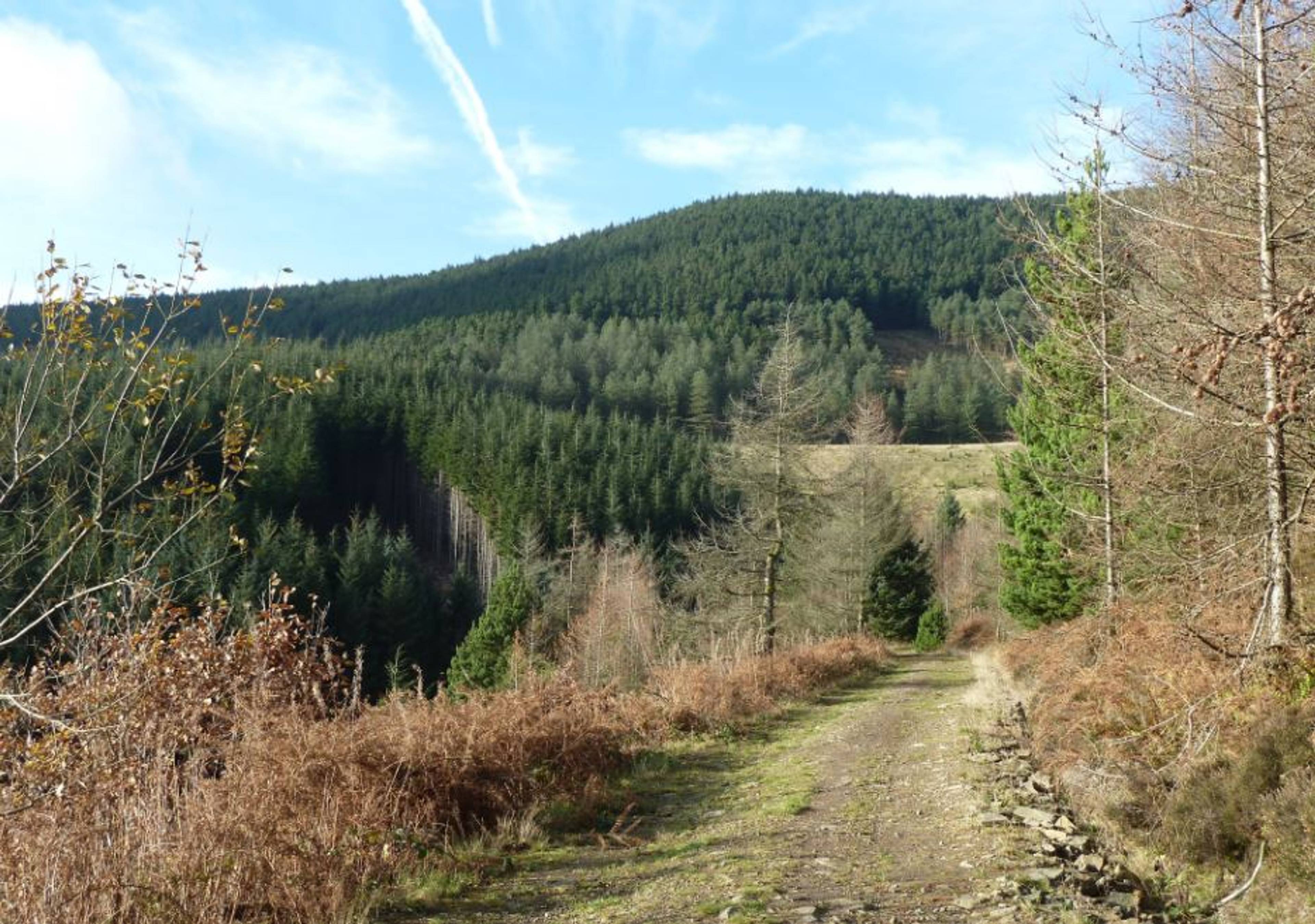 Local Area Four