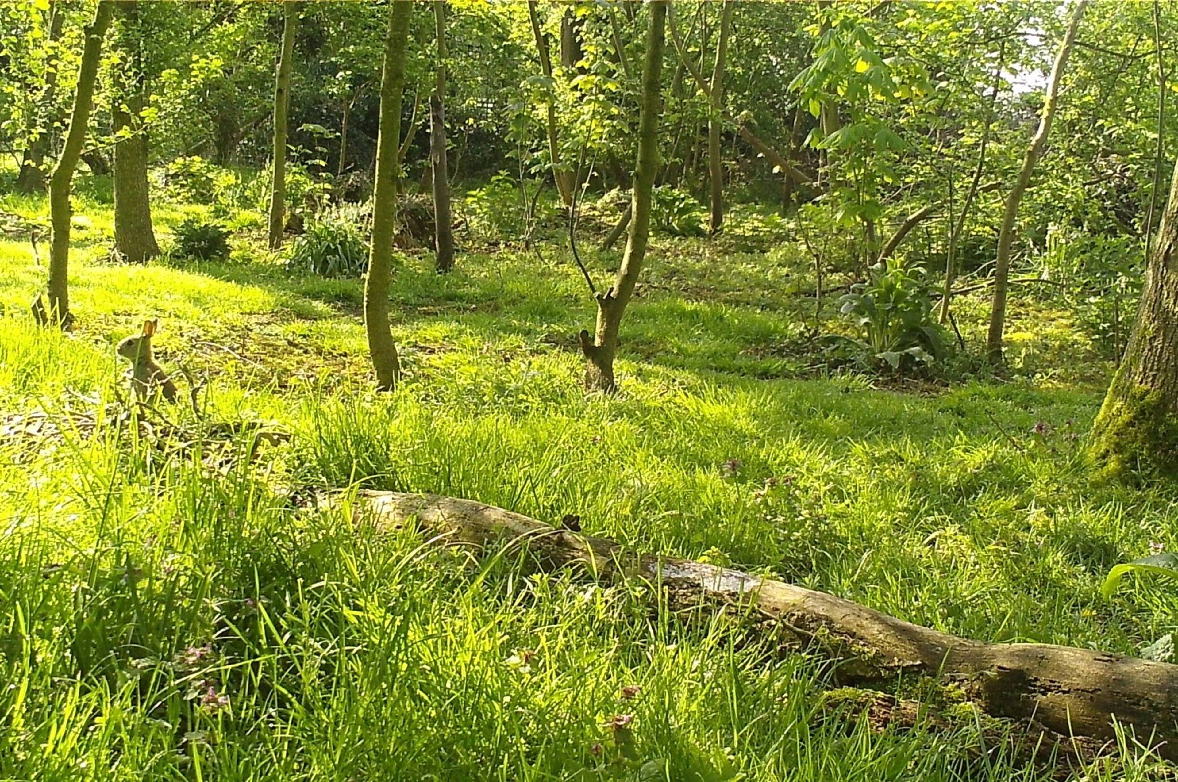 Woodland