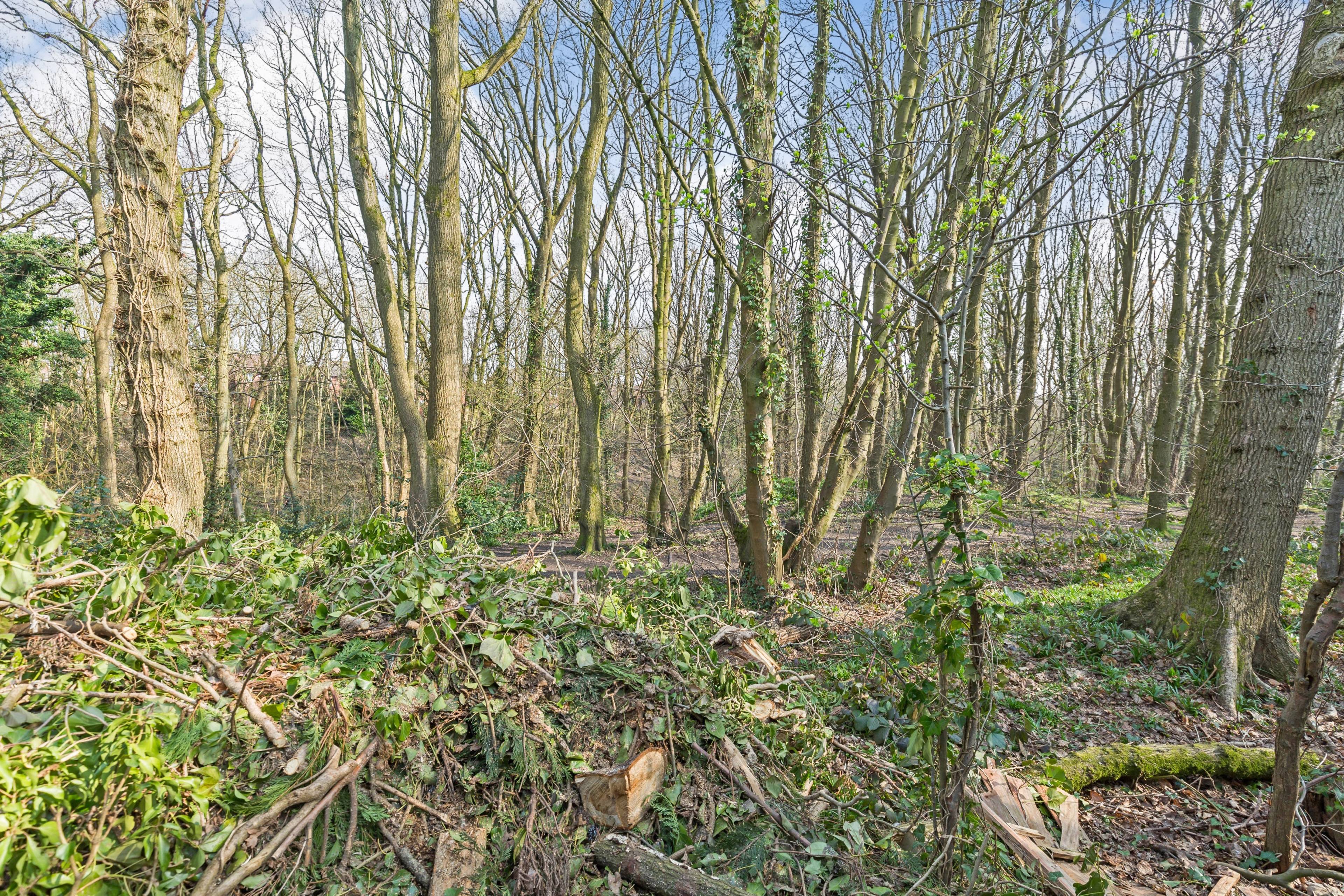 Woodland