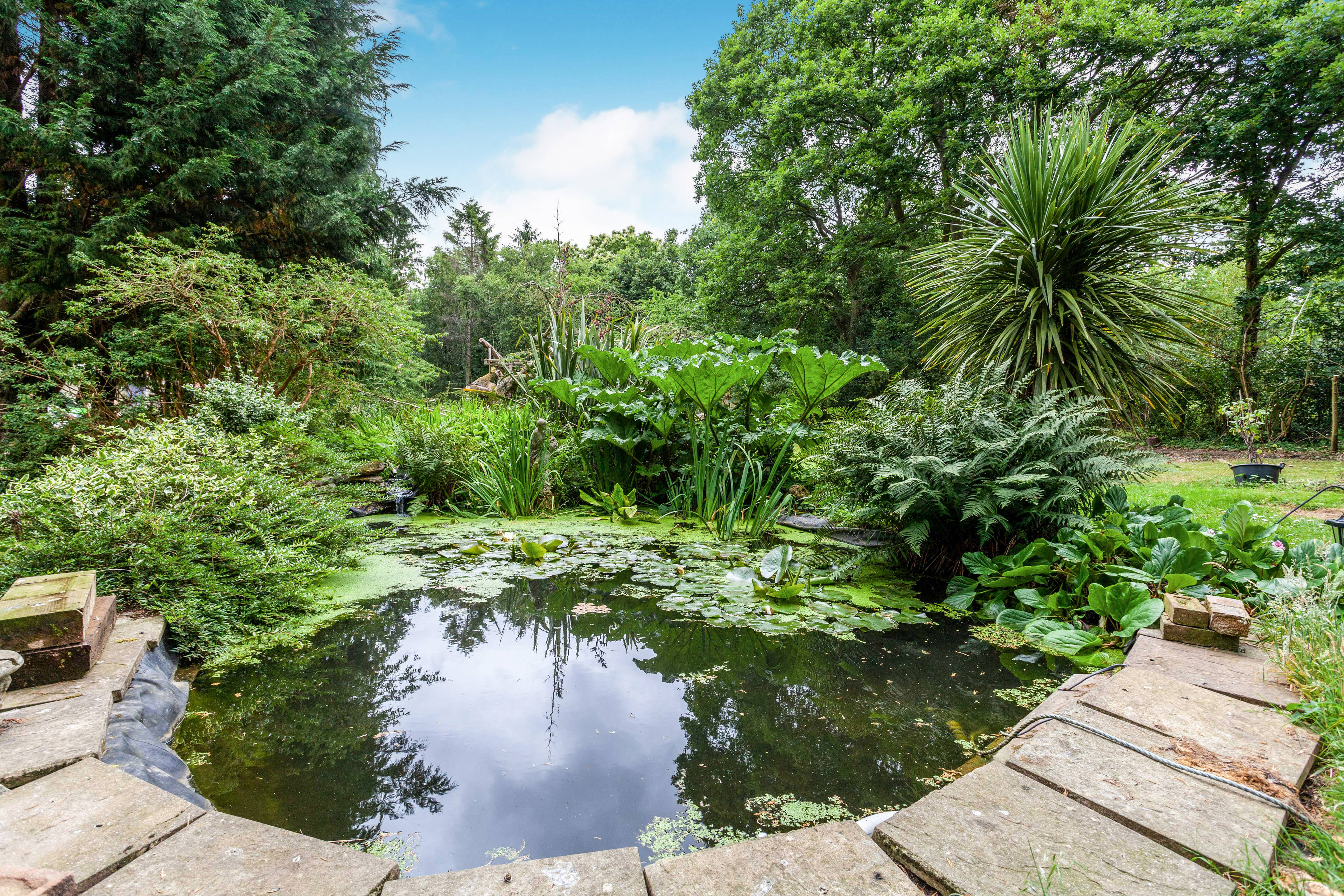 Pond