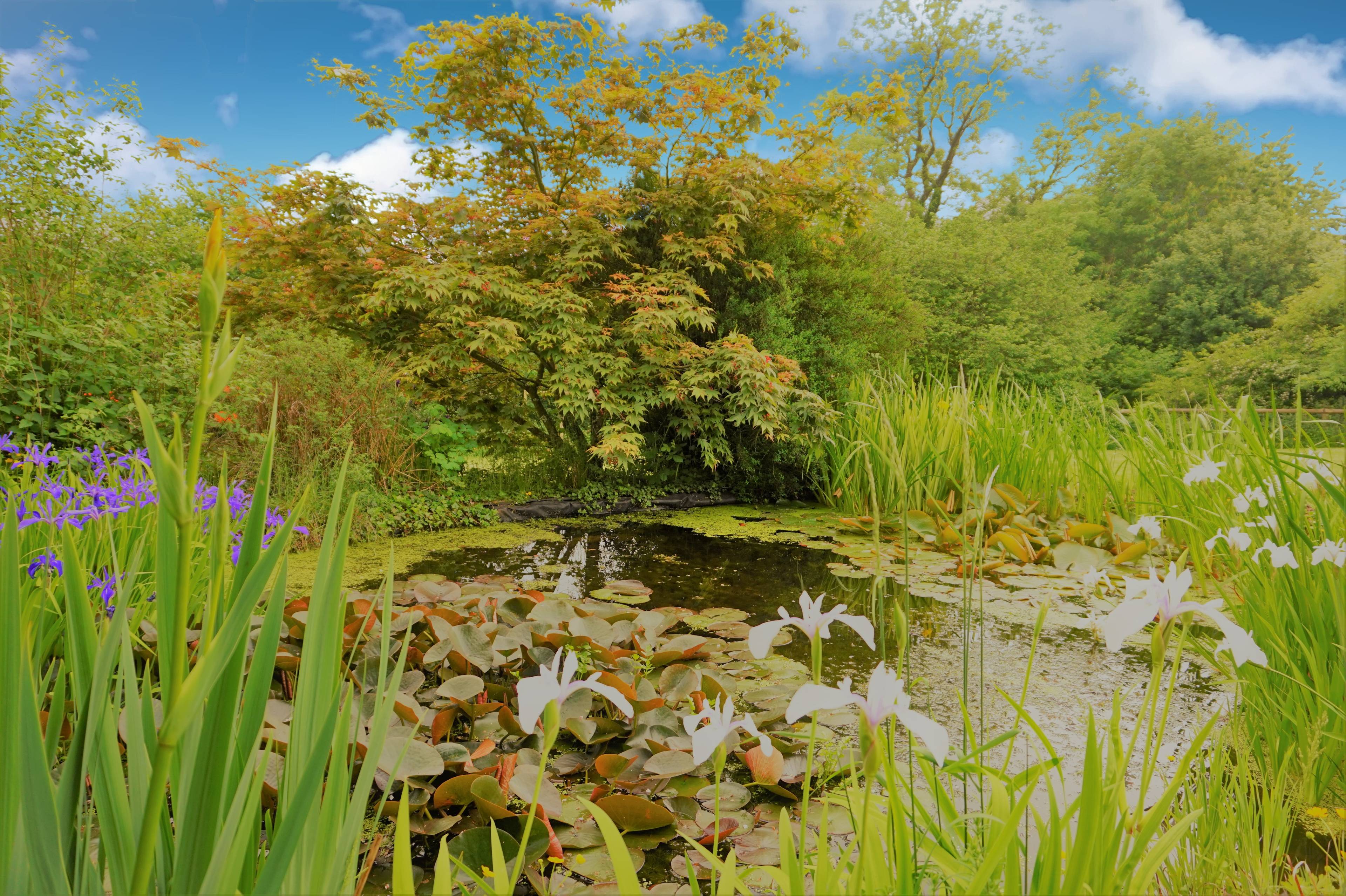 Lilly Pond