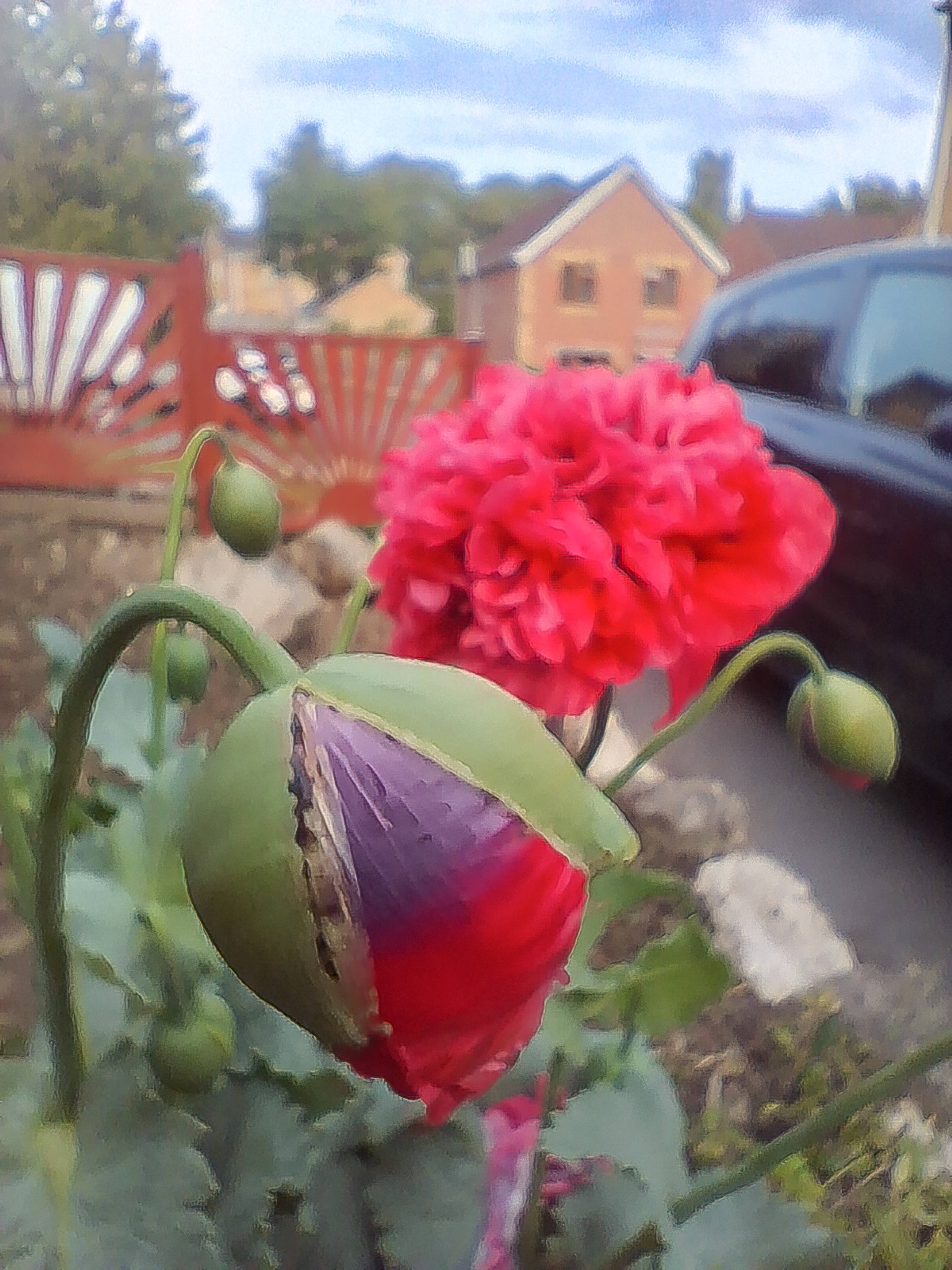 Front Garden
