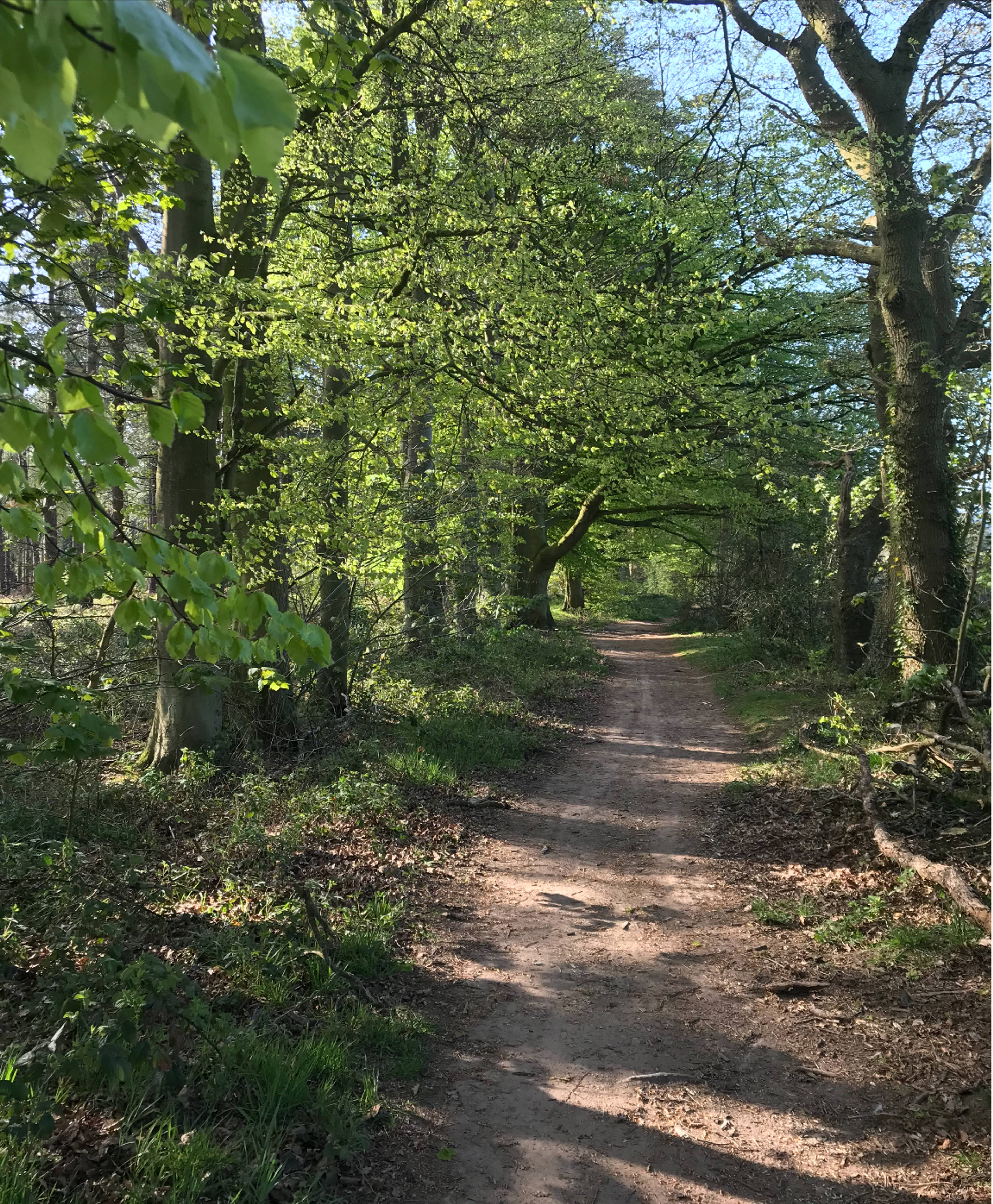 Woodland