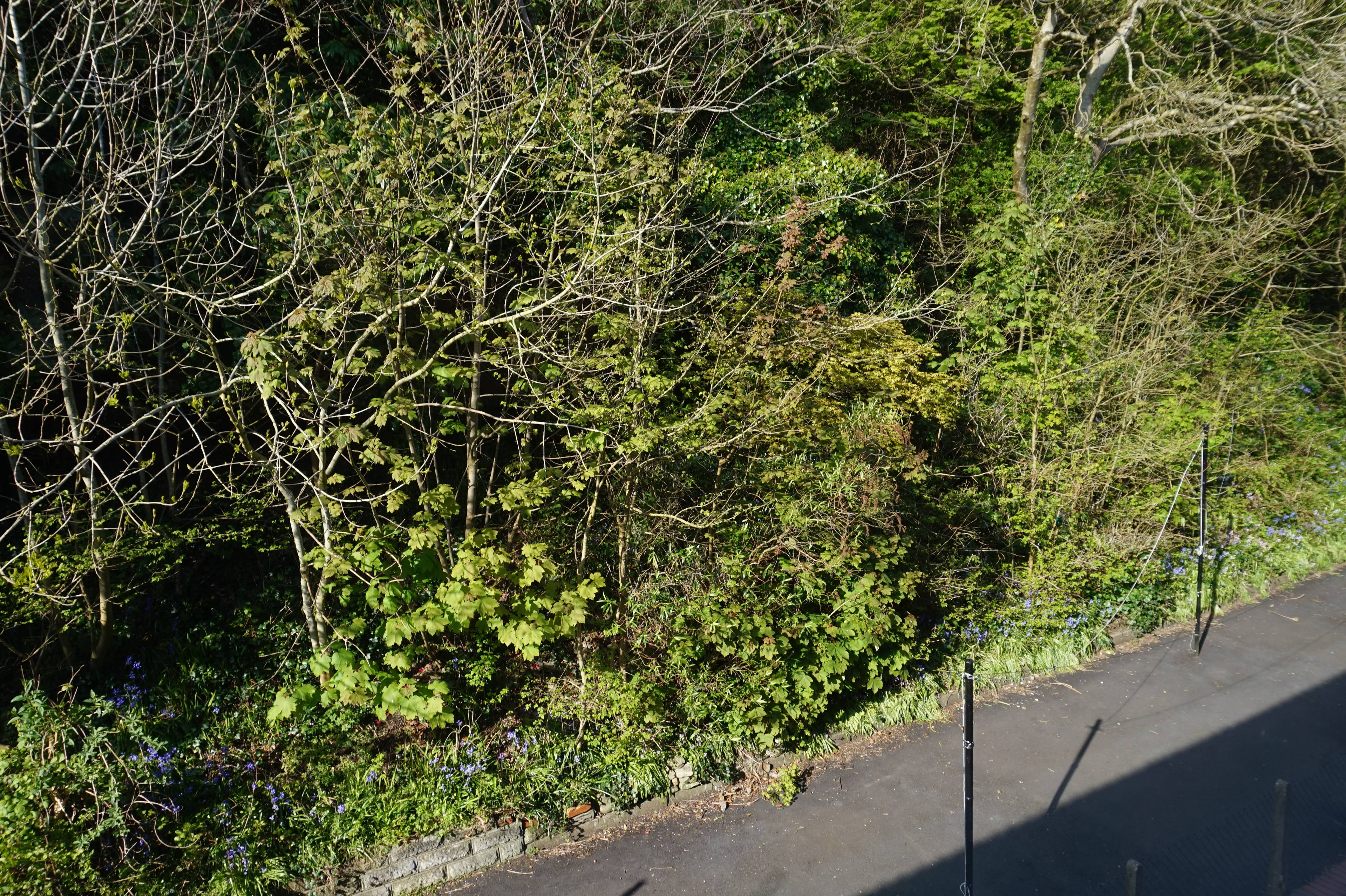 Site Rear
