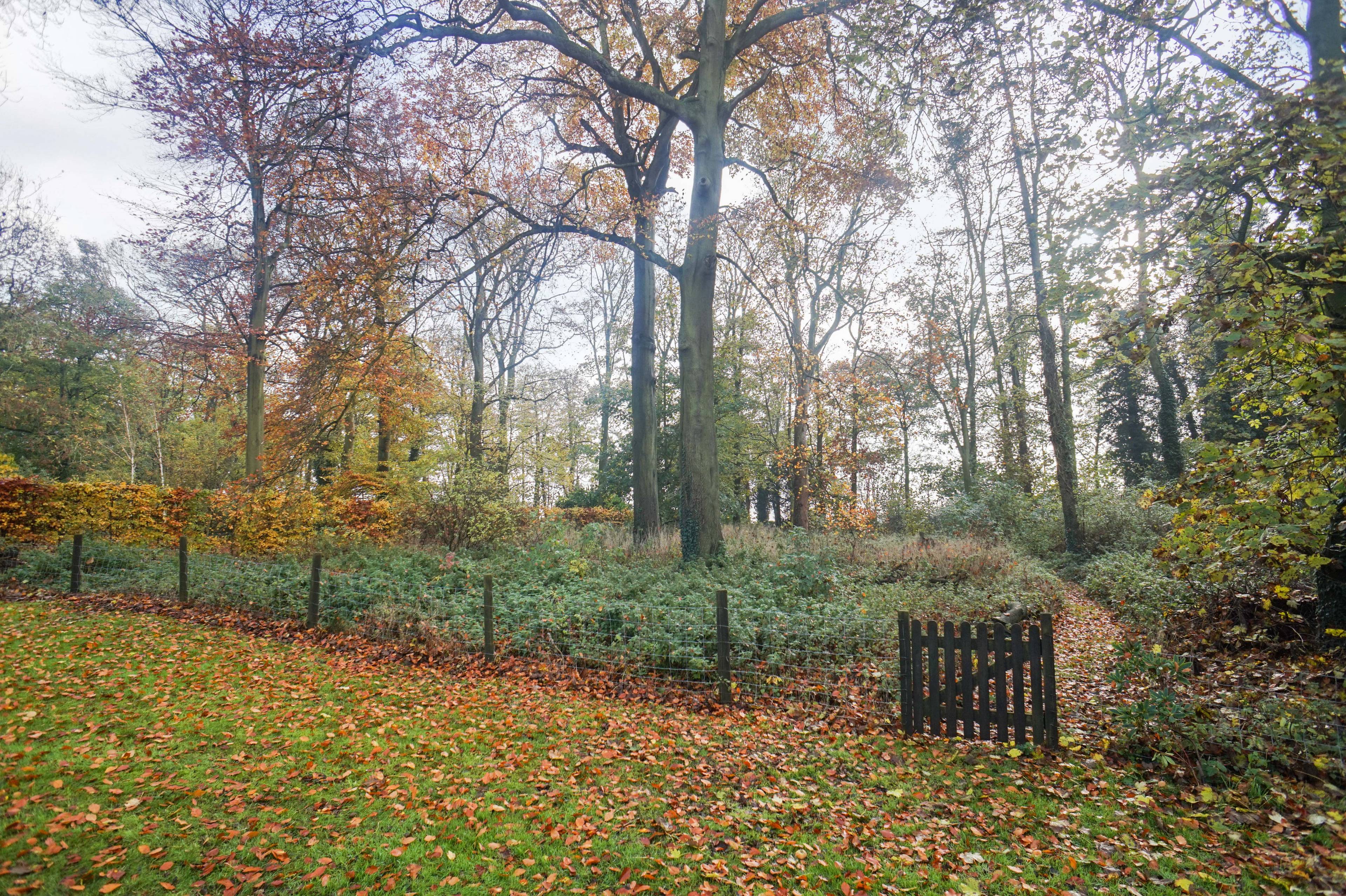 Woodland