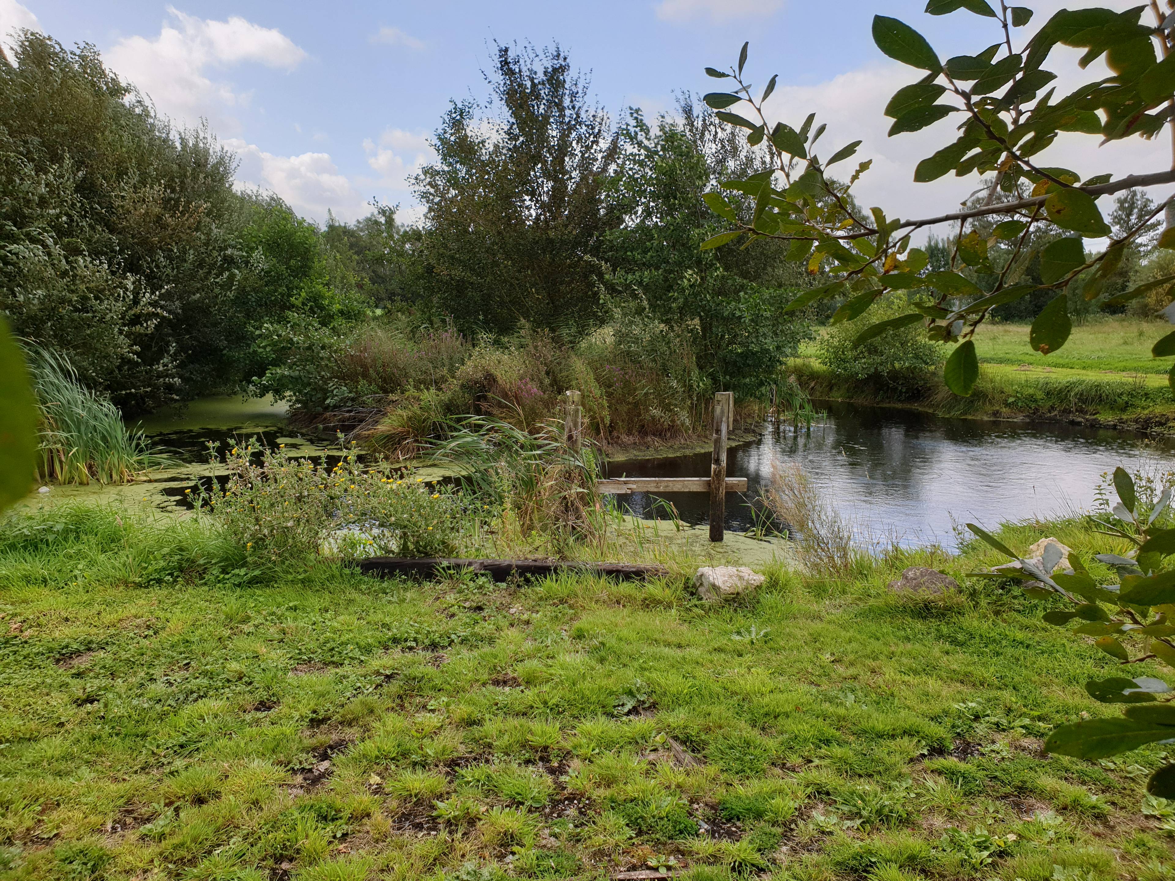 Pond