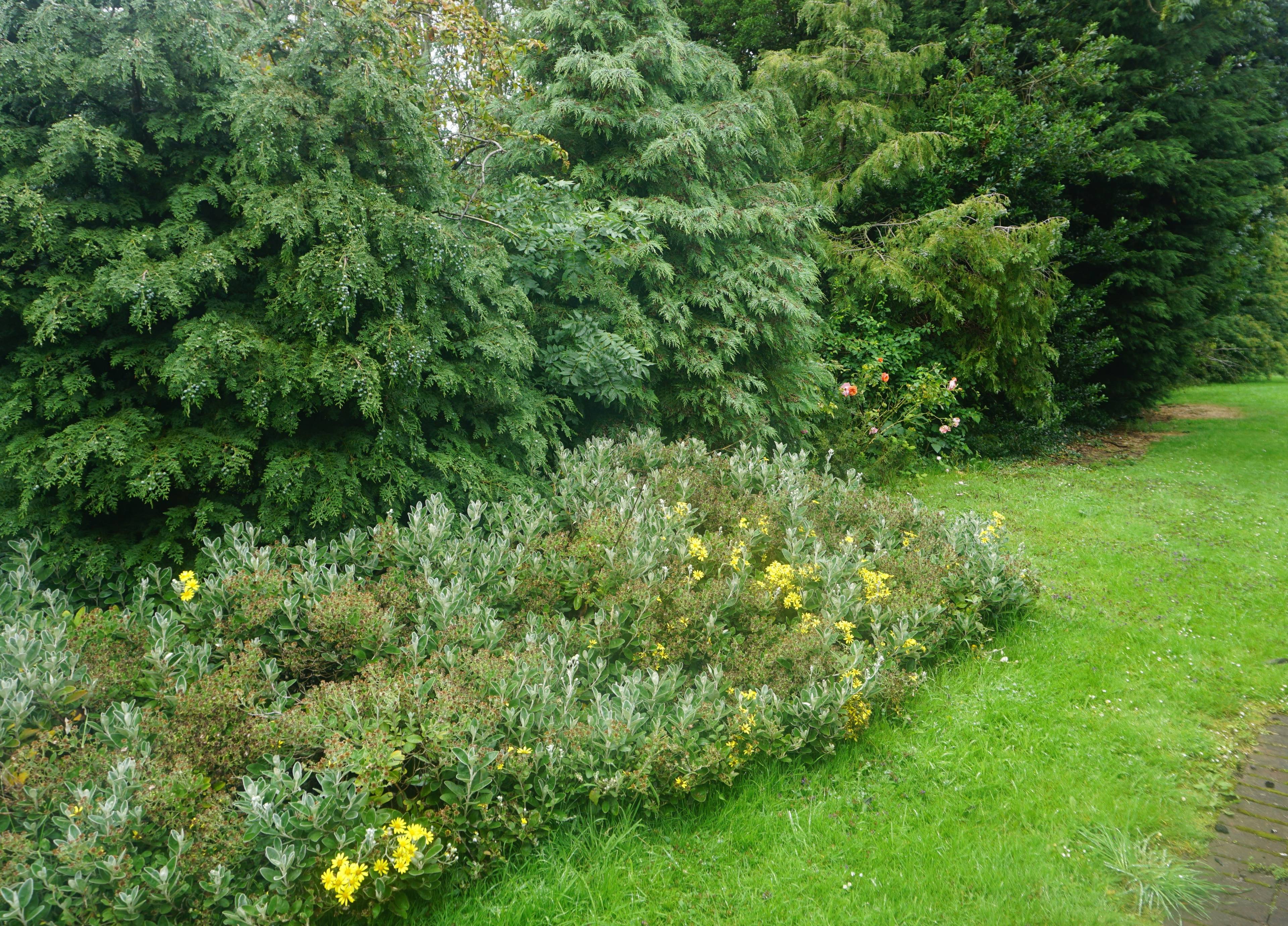 Communal Gardens