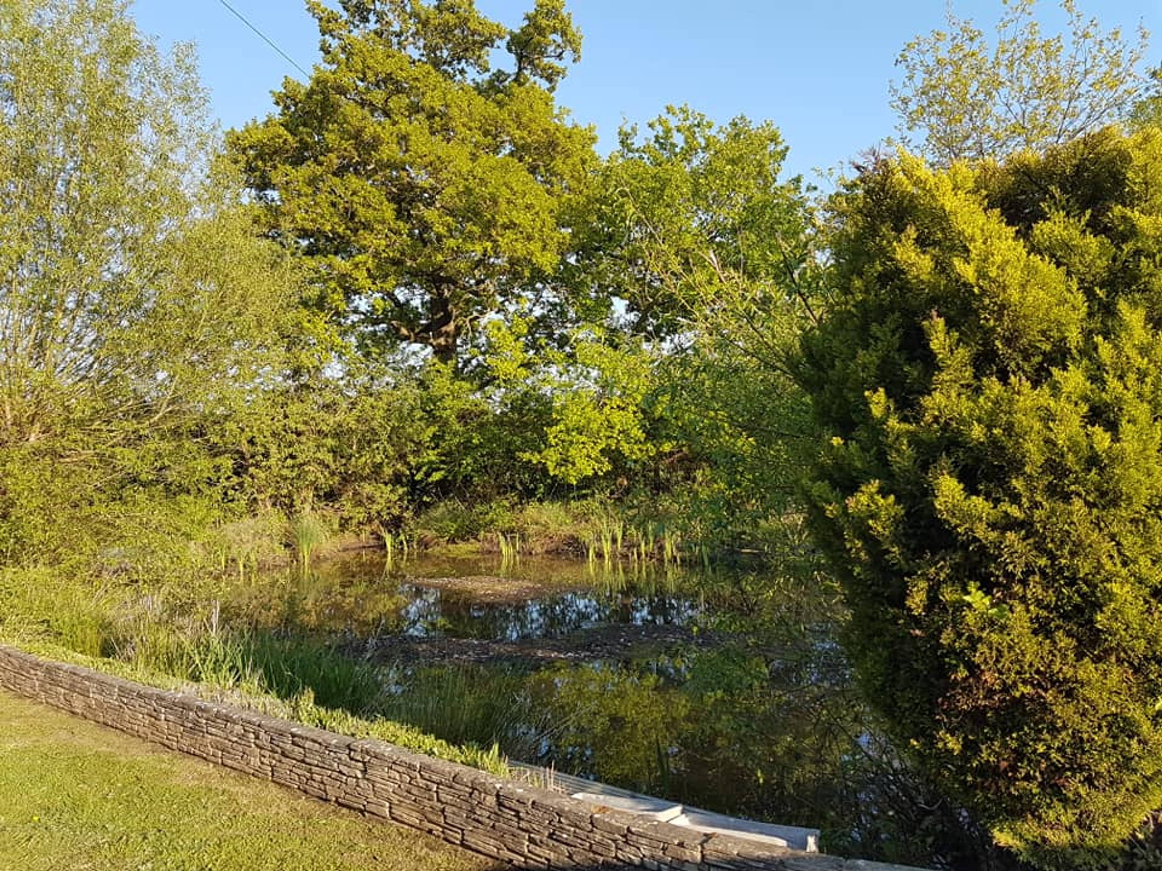 Pond