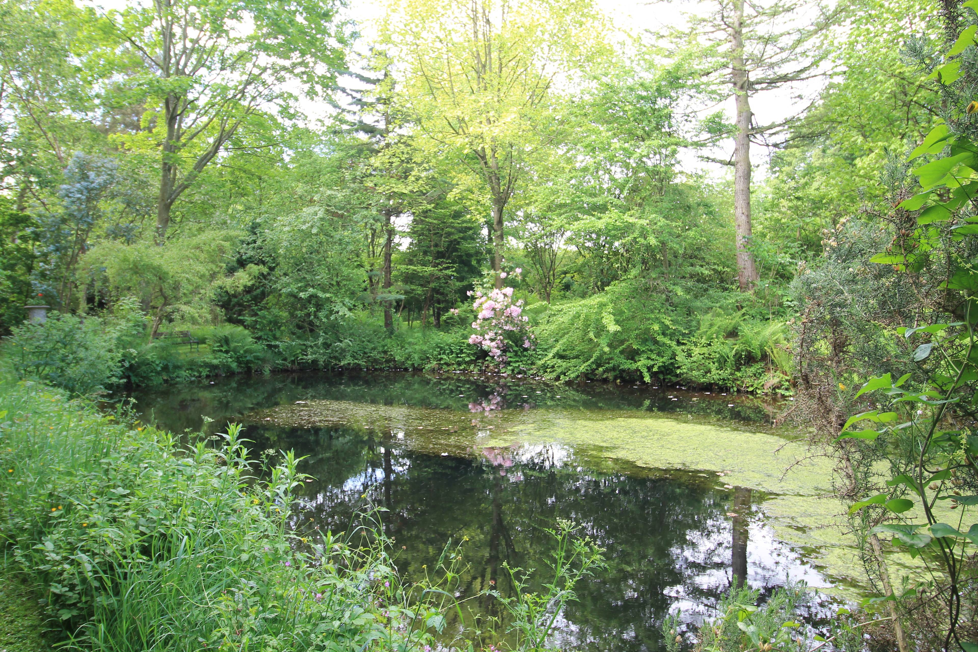 Pond
