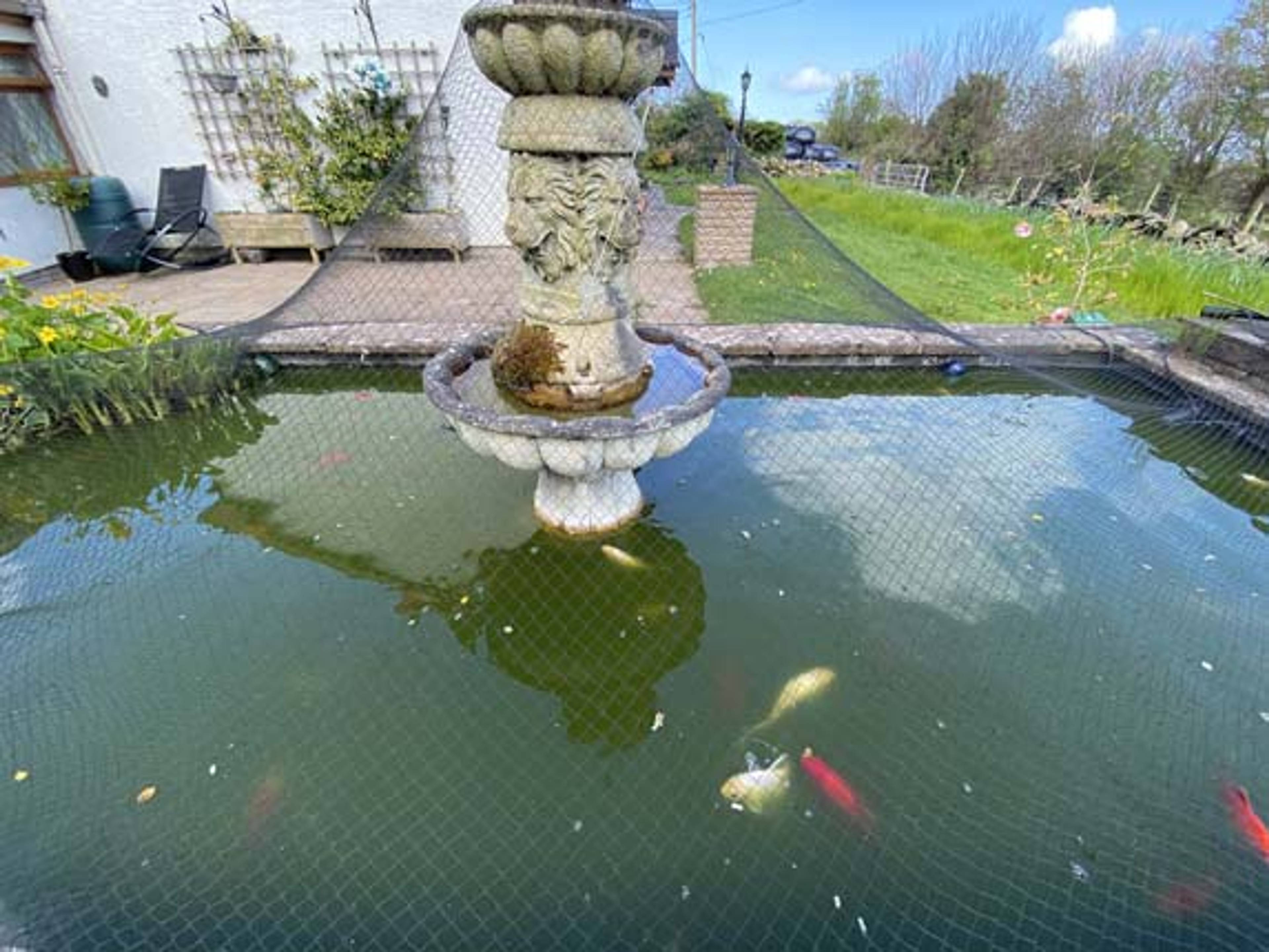 Pond