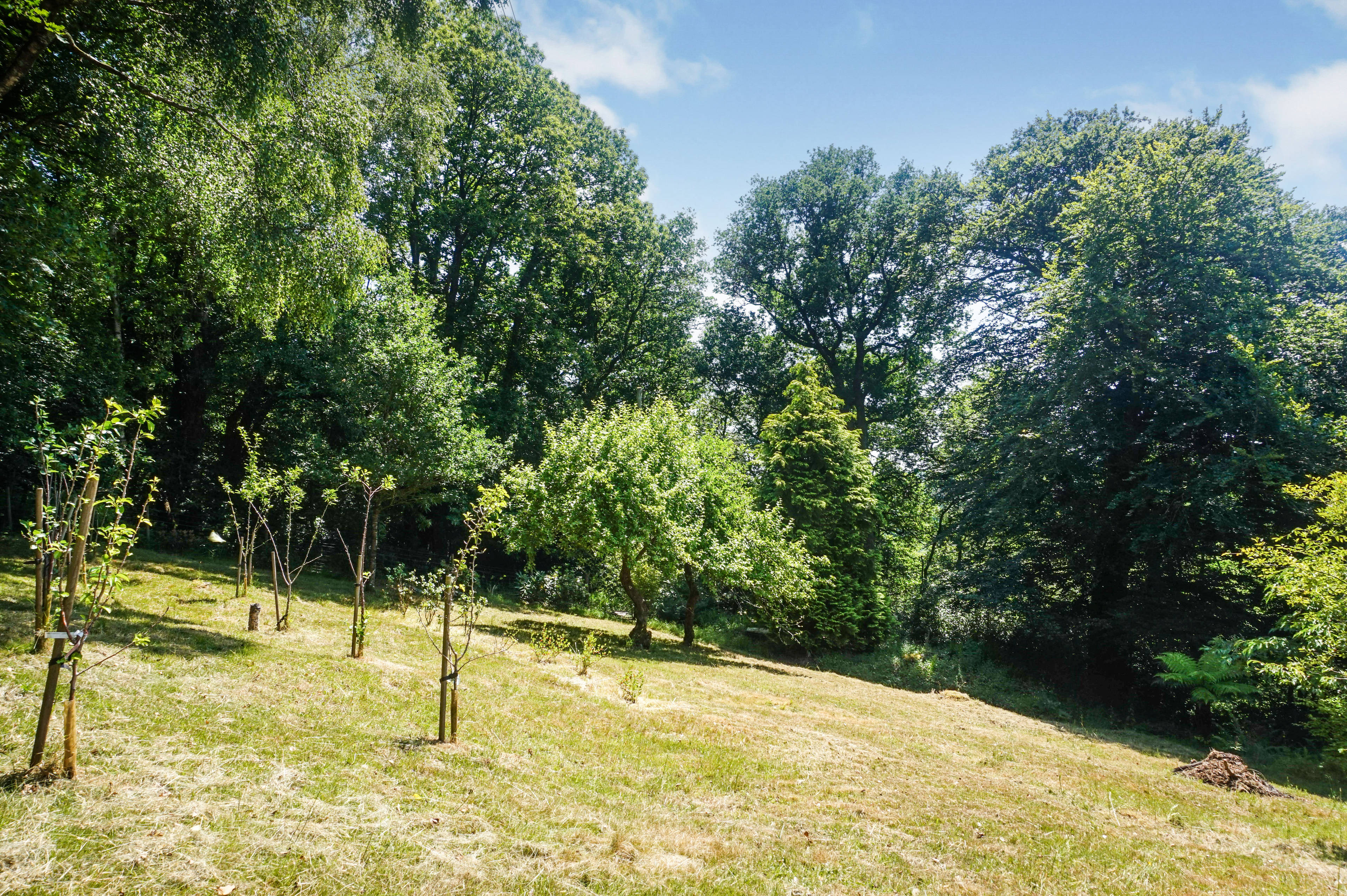 Orchard