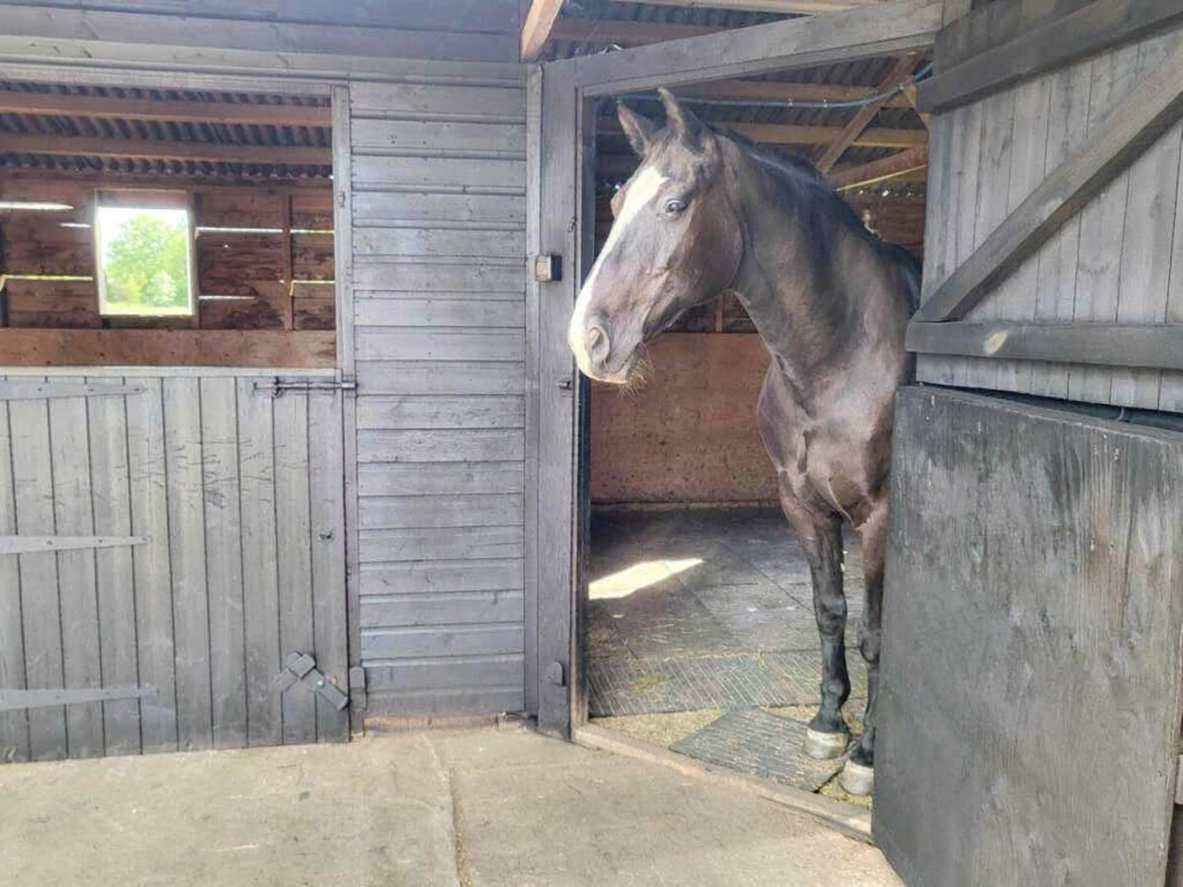 Stables