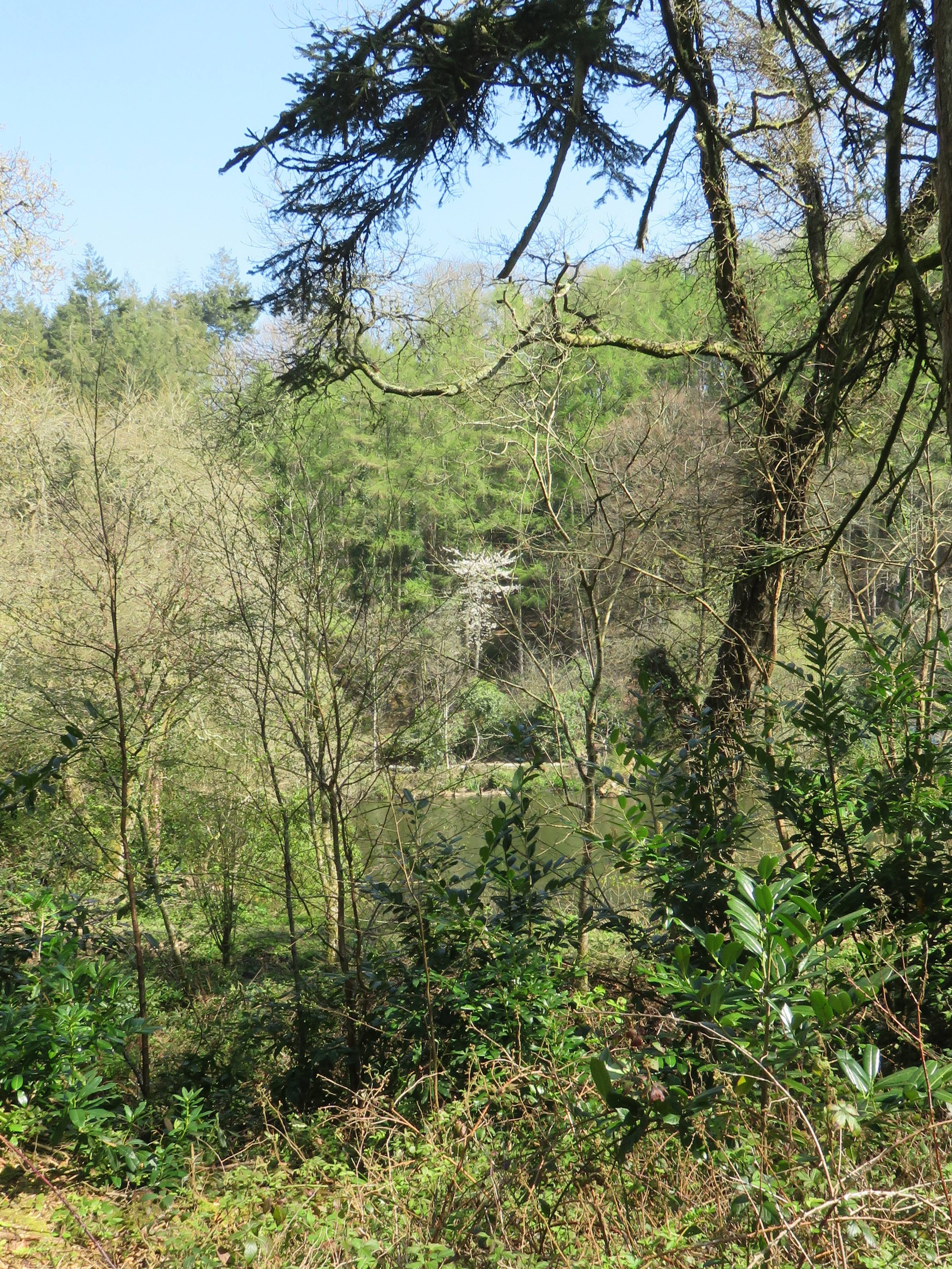 woodland