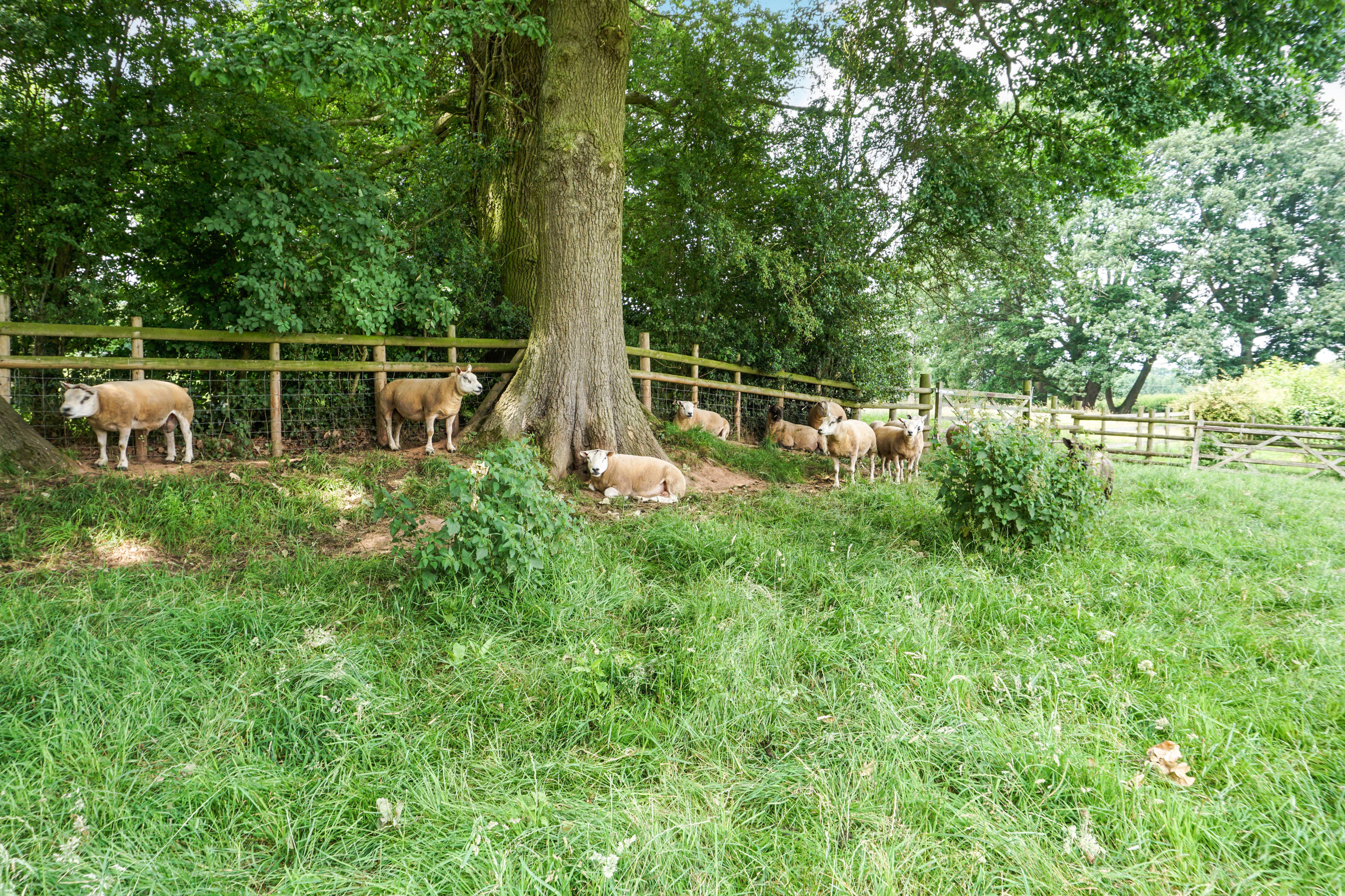 Paddock