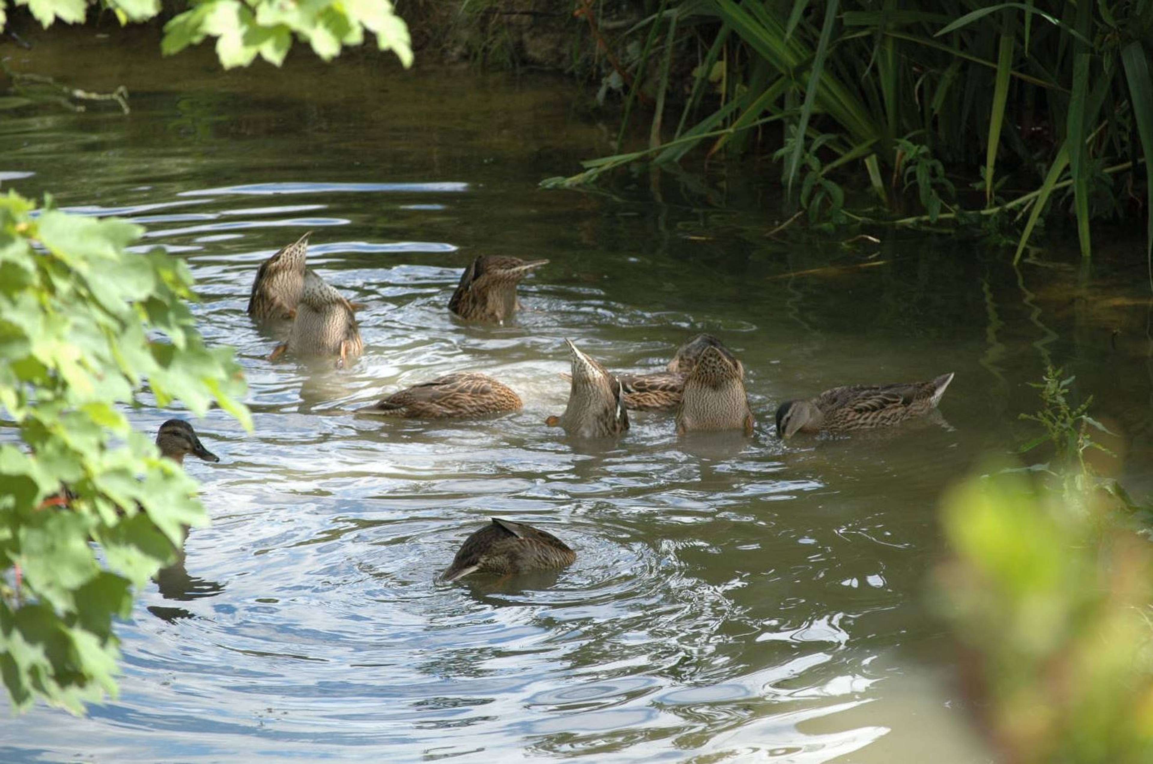 Pond