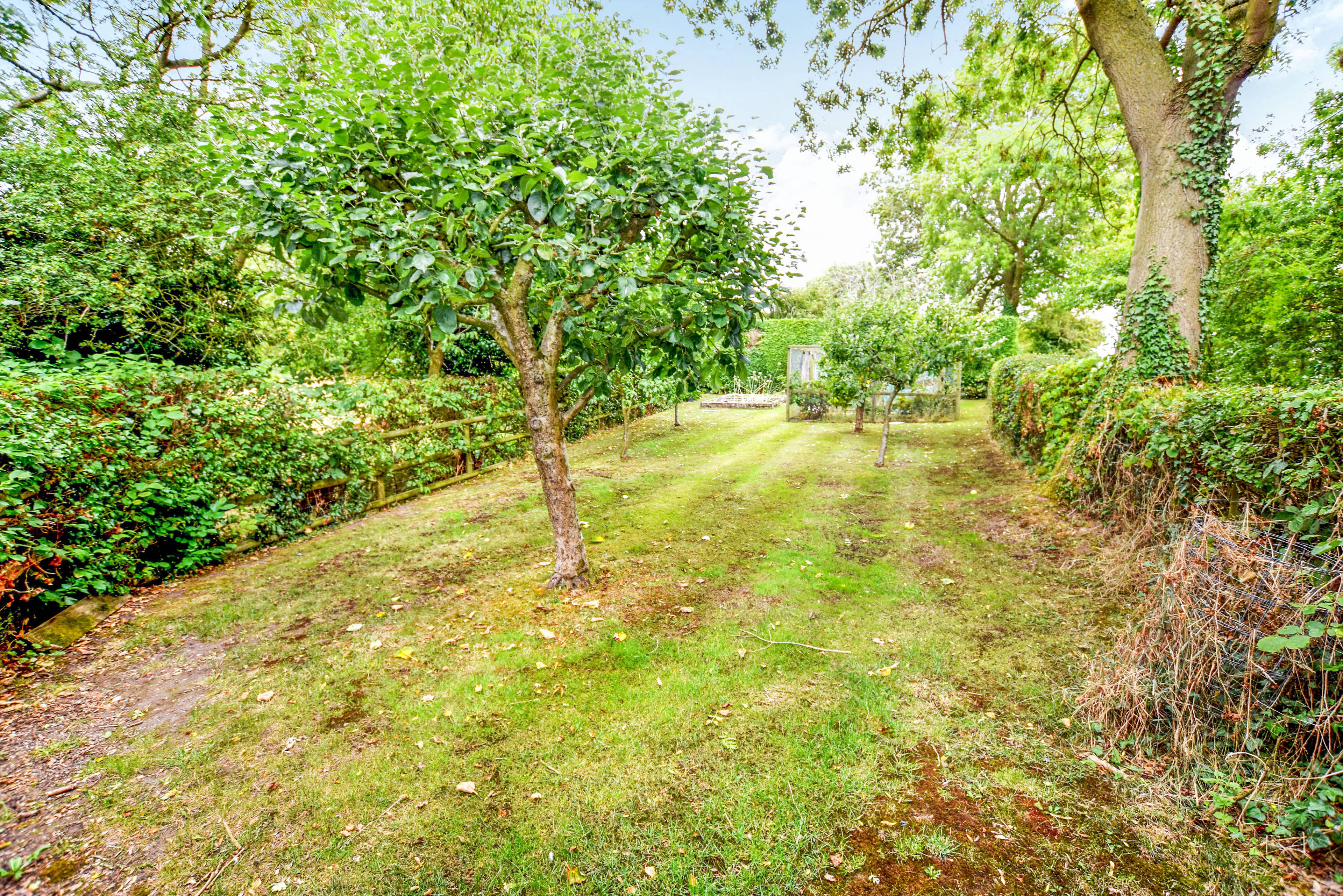Orchard
