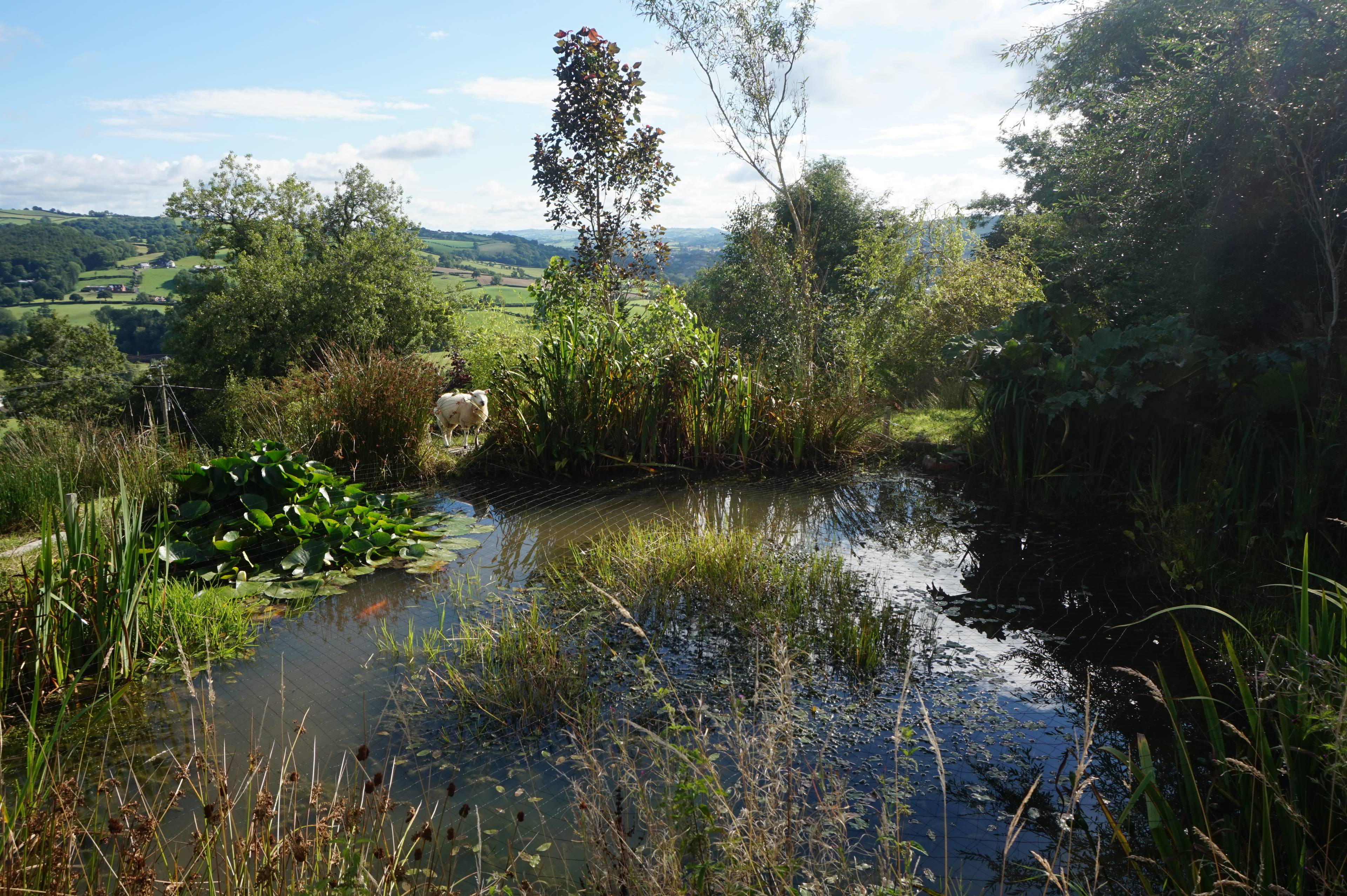 Pond