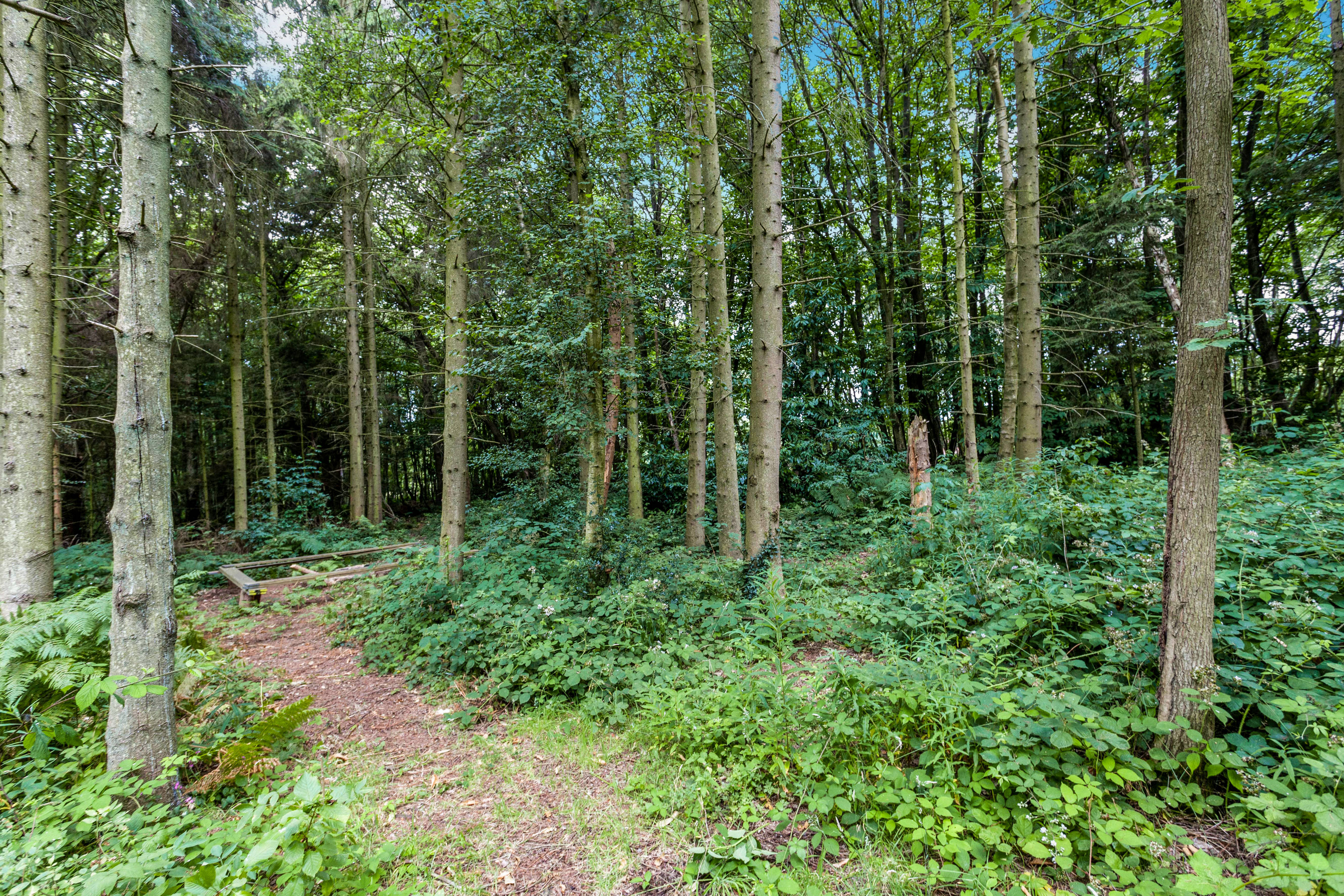Woodland