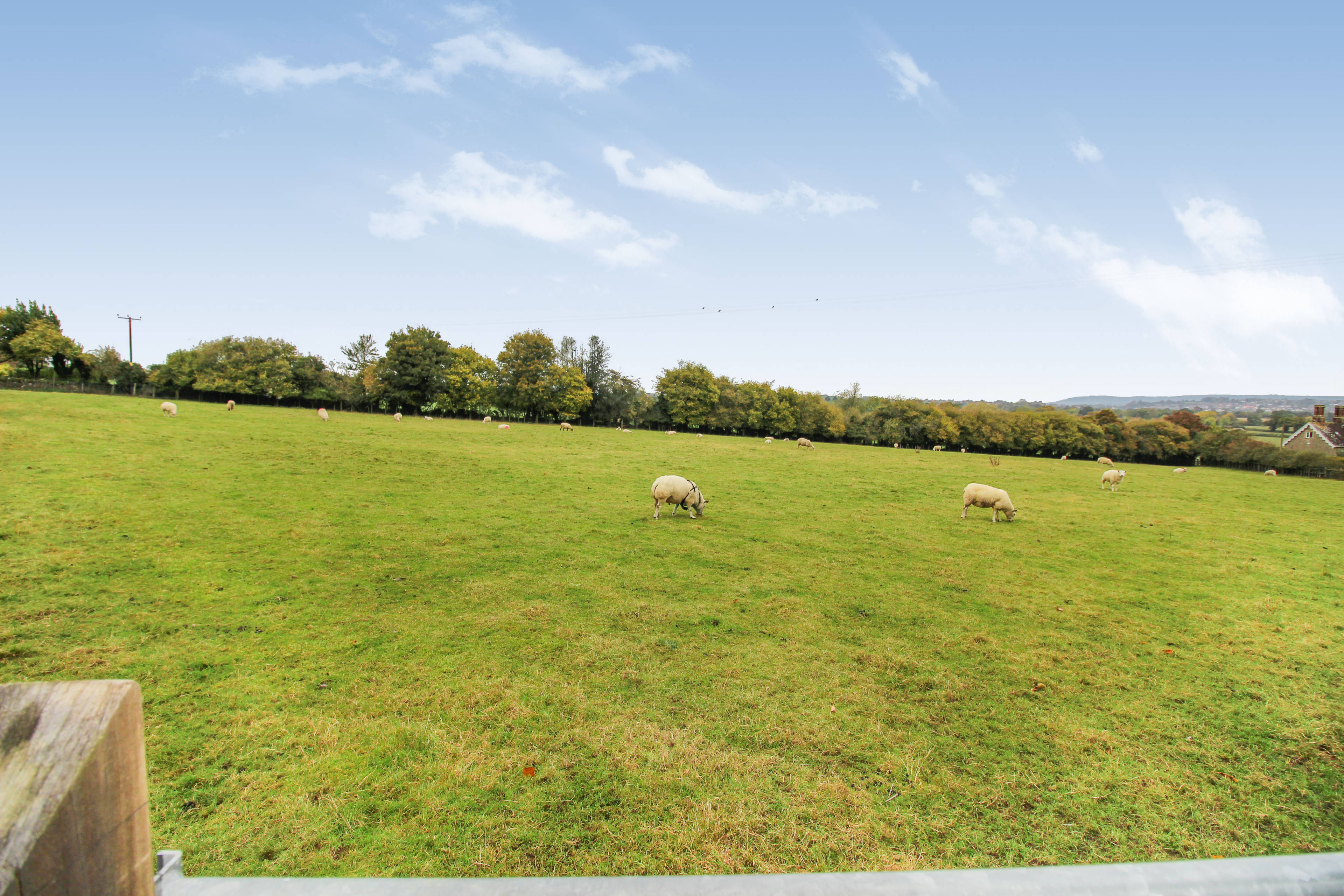 Field