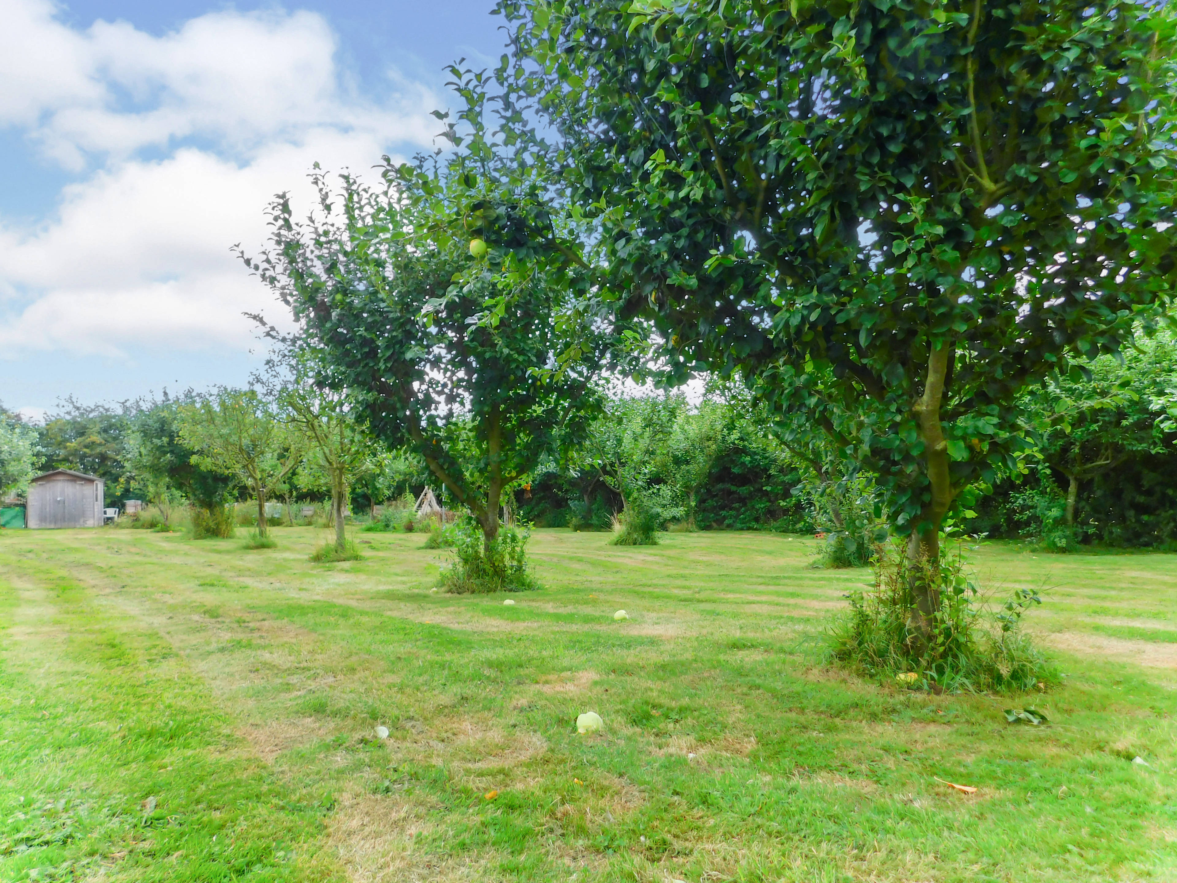 Orchard